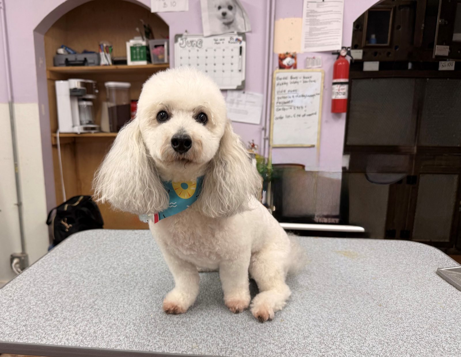 Maltipoo_Grooming_Galleria.3