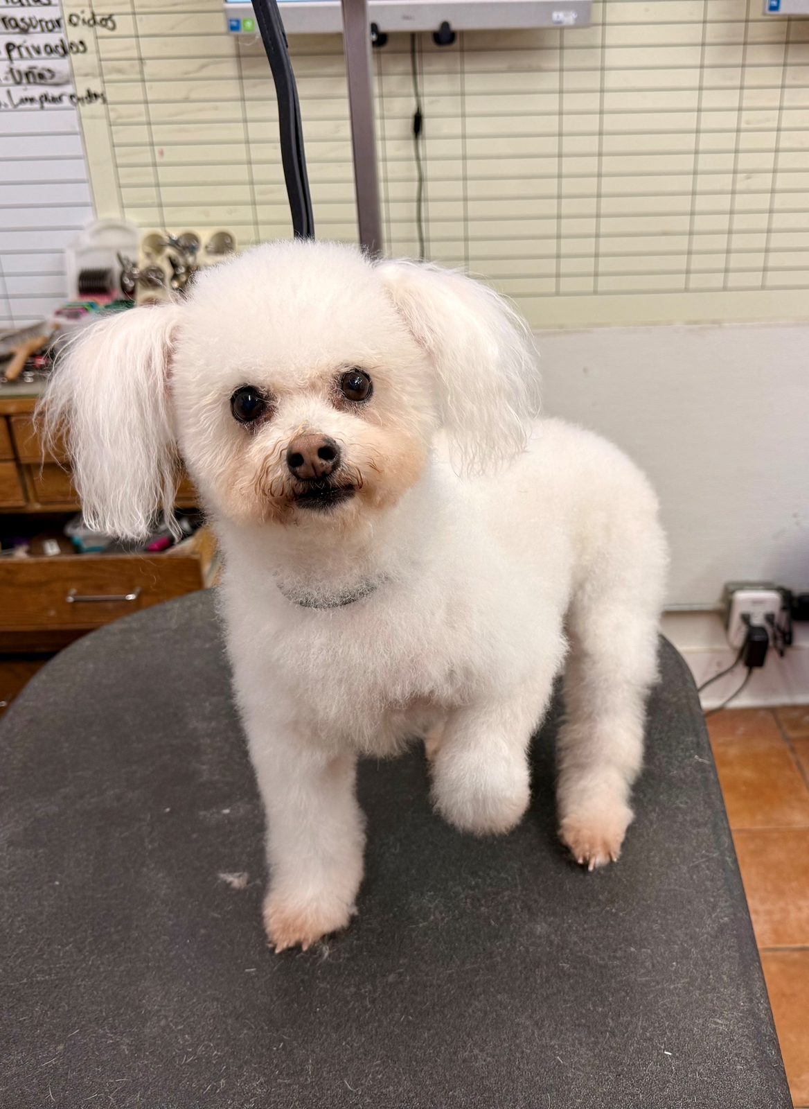 Maltipoo_Grooming_Galleria.5