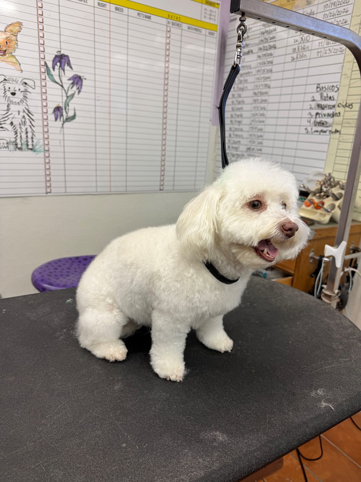 Maltipoo_Grooming_Galleria