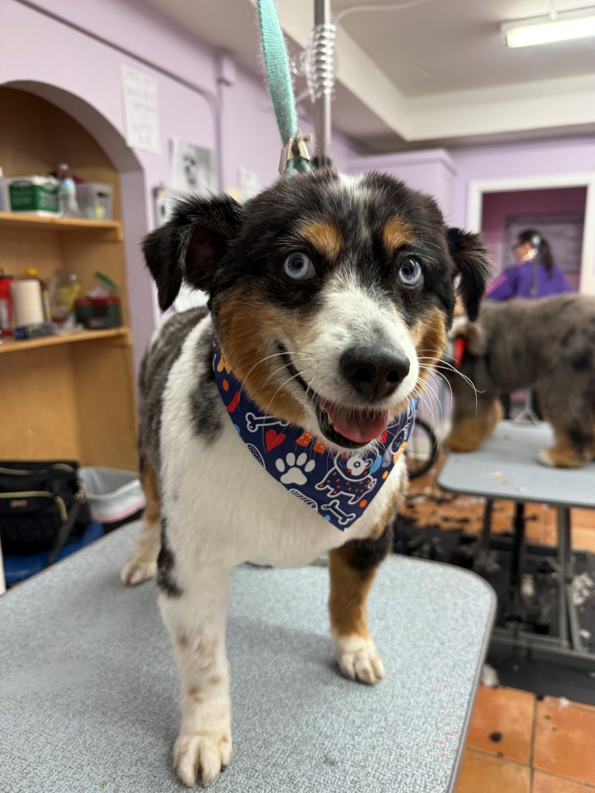 Mini_Aussie_Grooming_Galleria
