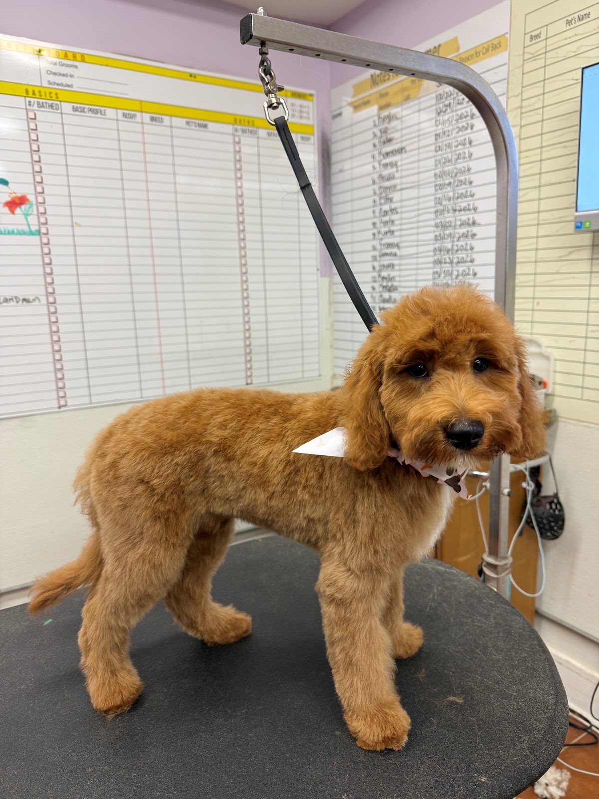 Mini_Golden_Doodle_Grooming_Galleria
