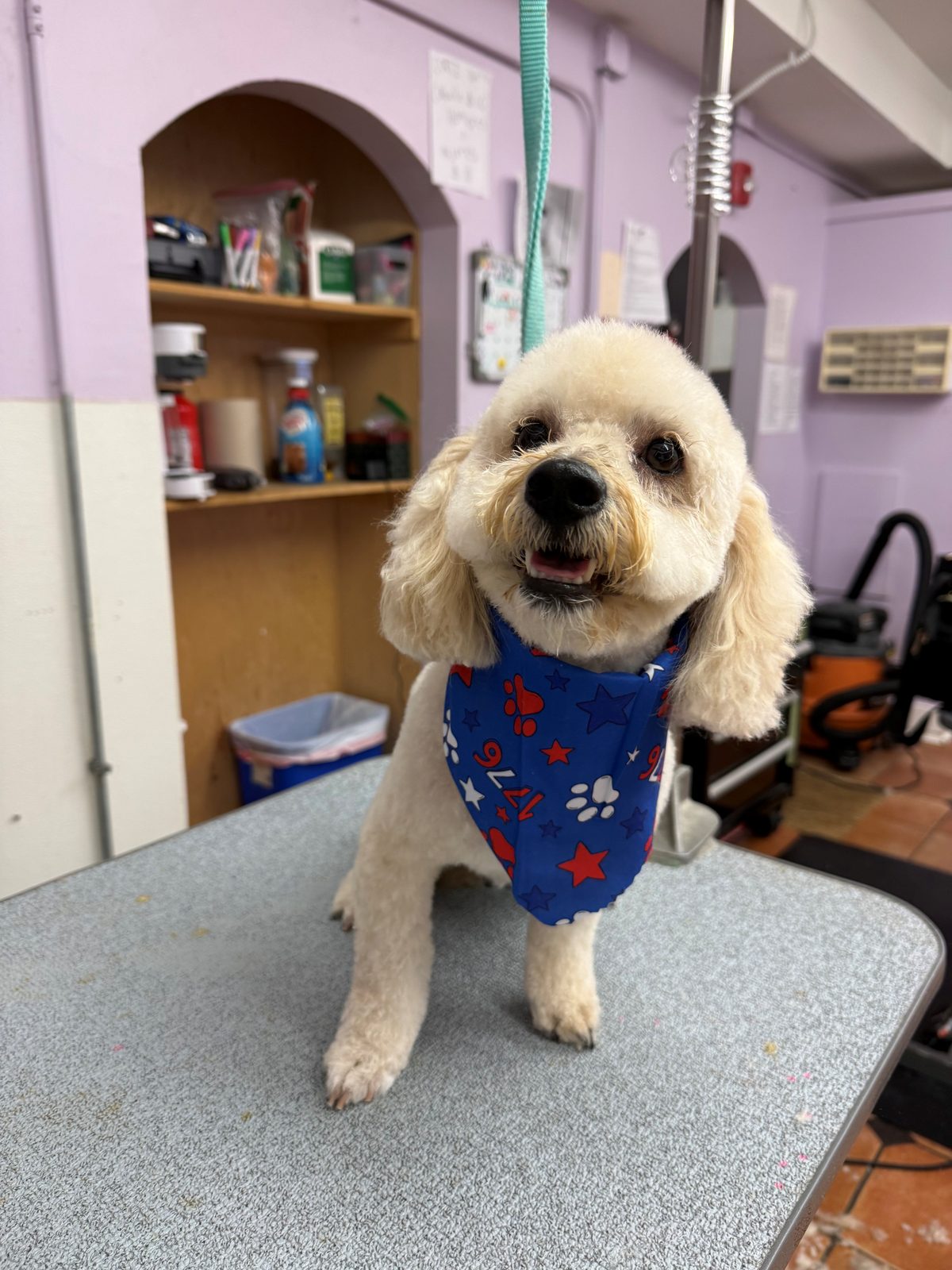 Mini_Poodle_Grooming_Galleria
