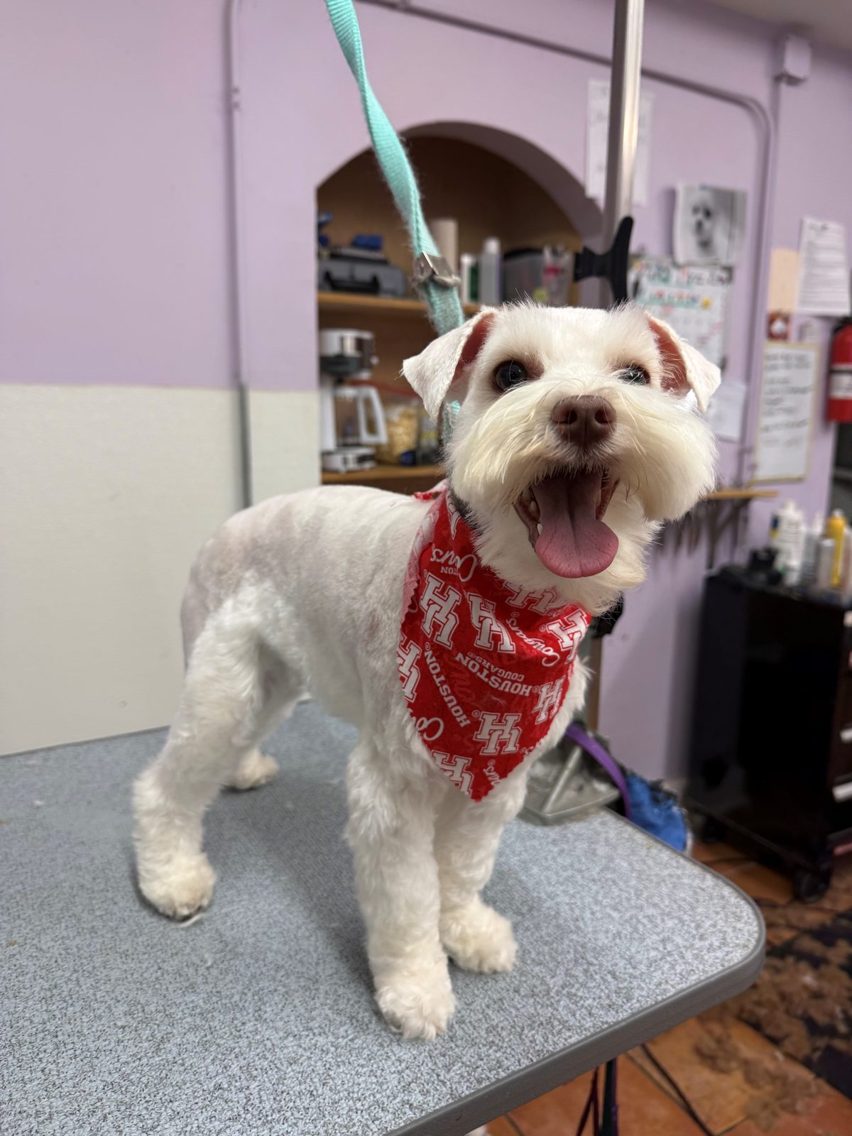 Mini_Schnauzer_Grooming_Galleria.1
