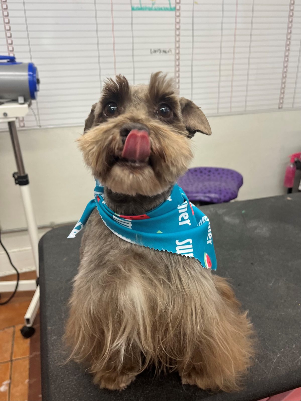 Mini_Schnauzer_Grooming_Galleria