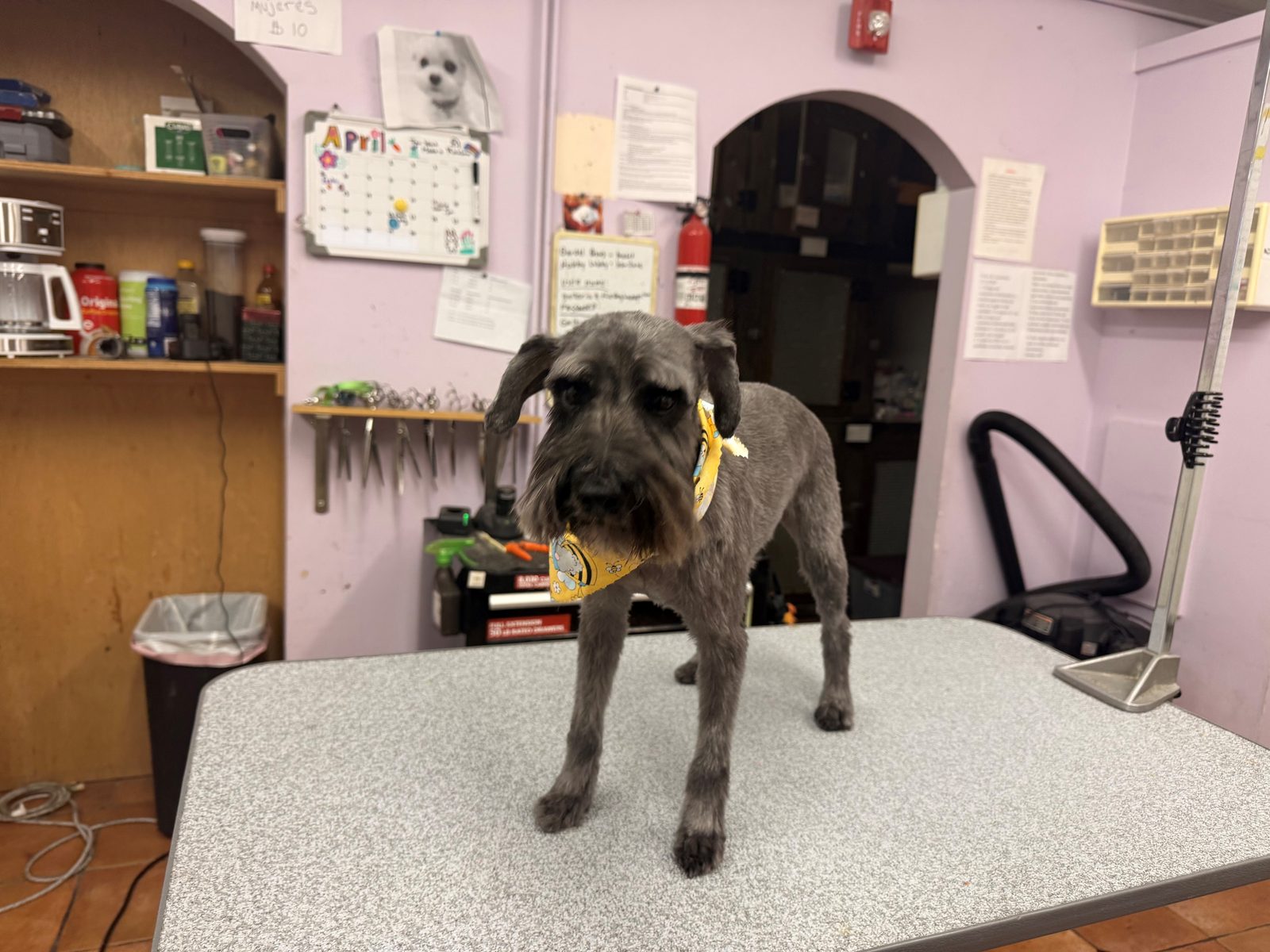Miniature_Schnauzer1_Grooming_Galleria