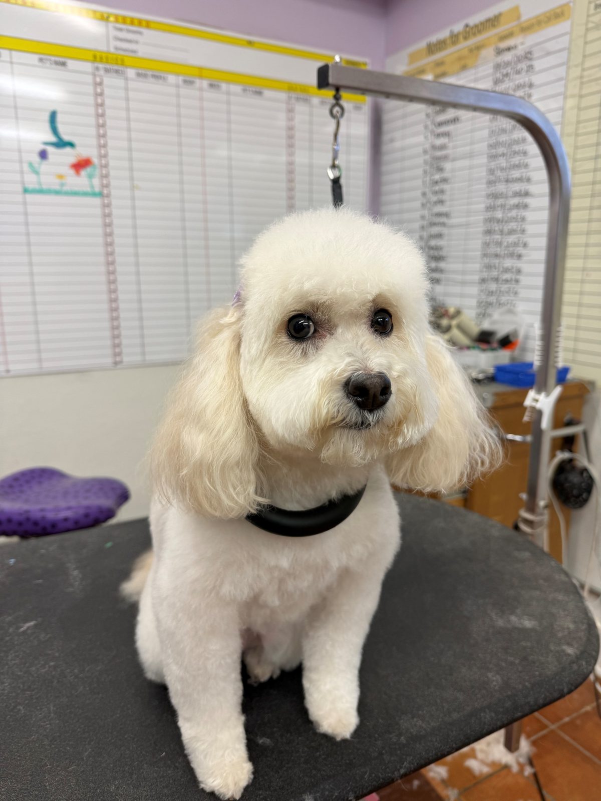 Minii_Poodle_Grooming_Galleria