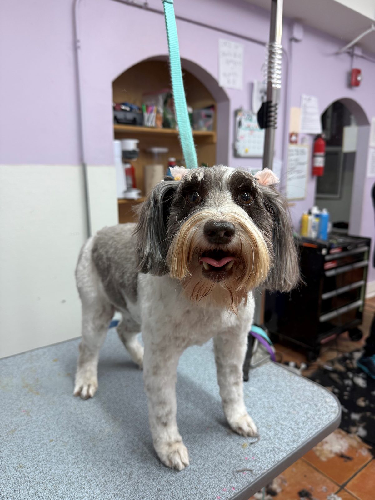 Minischnauzer_Grooming_Galleria