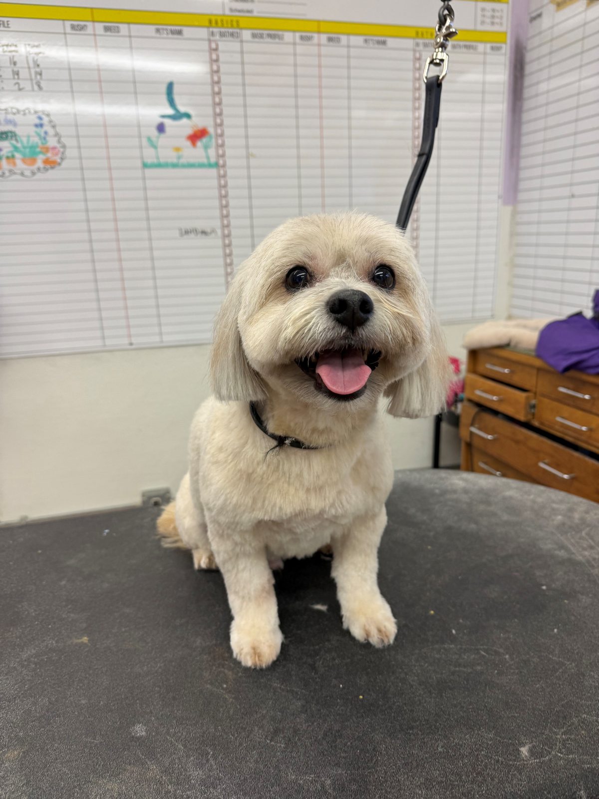 Morkie_Grooming_Galleria