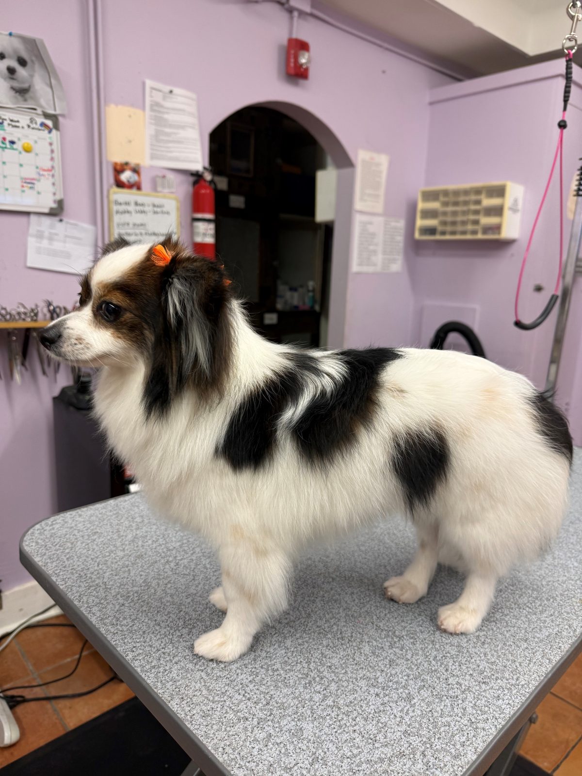 Papillon_Grooming_Galleria