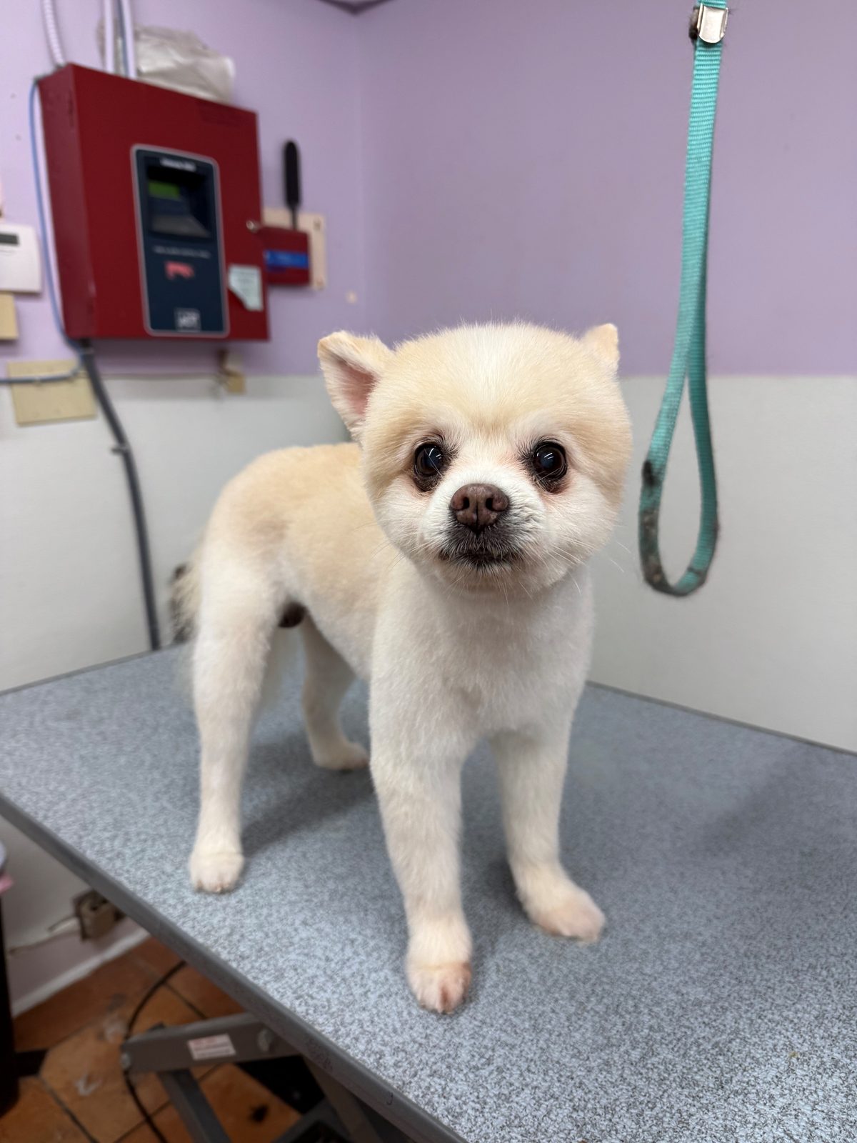 Pomeranian_Grooming_Galleria.5