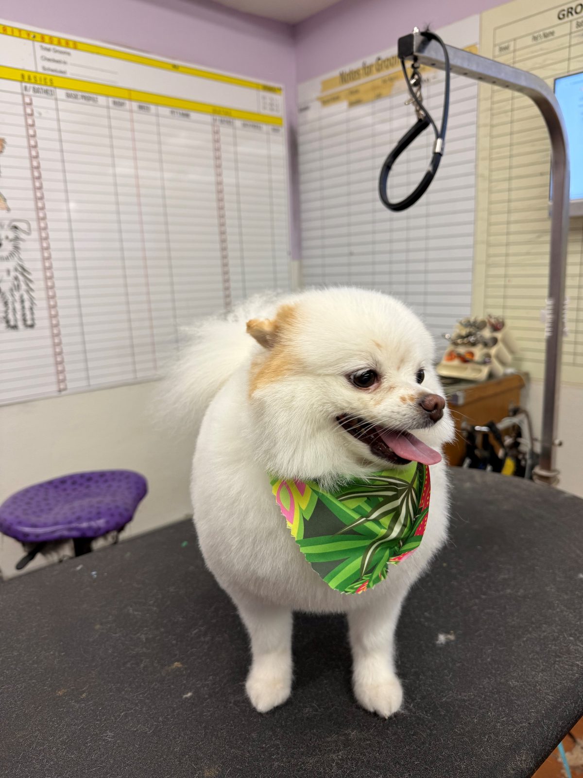 Pomeranian_Grooming_Galleria
