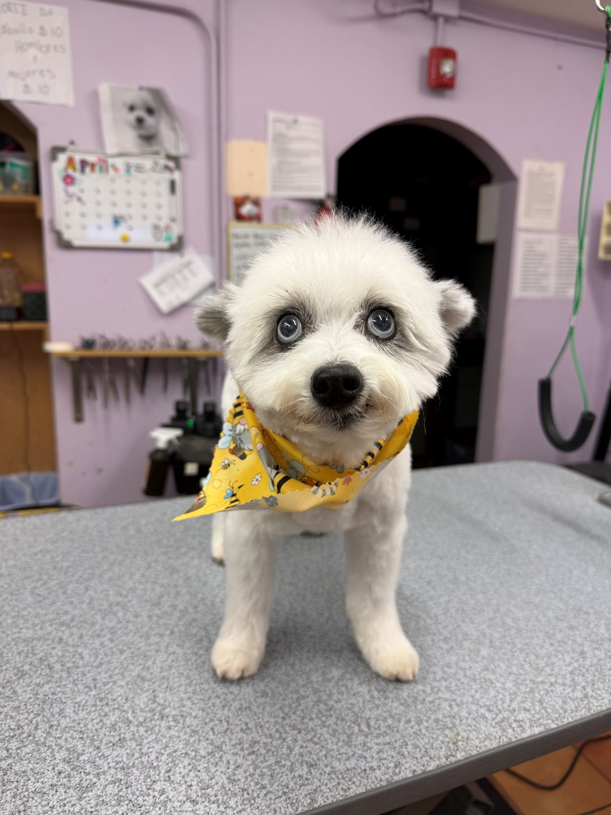 Pomeranian_Mix_Grooming_Galleria
