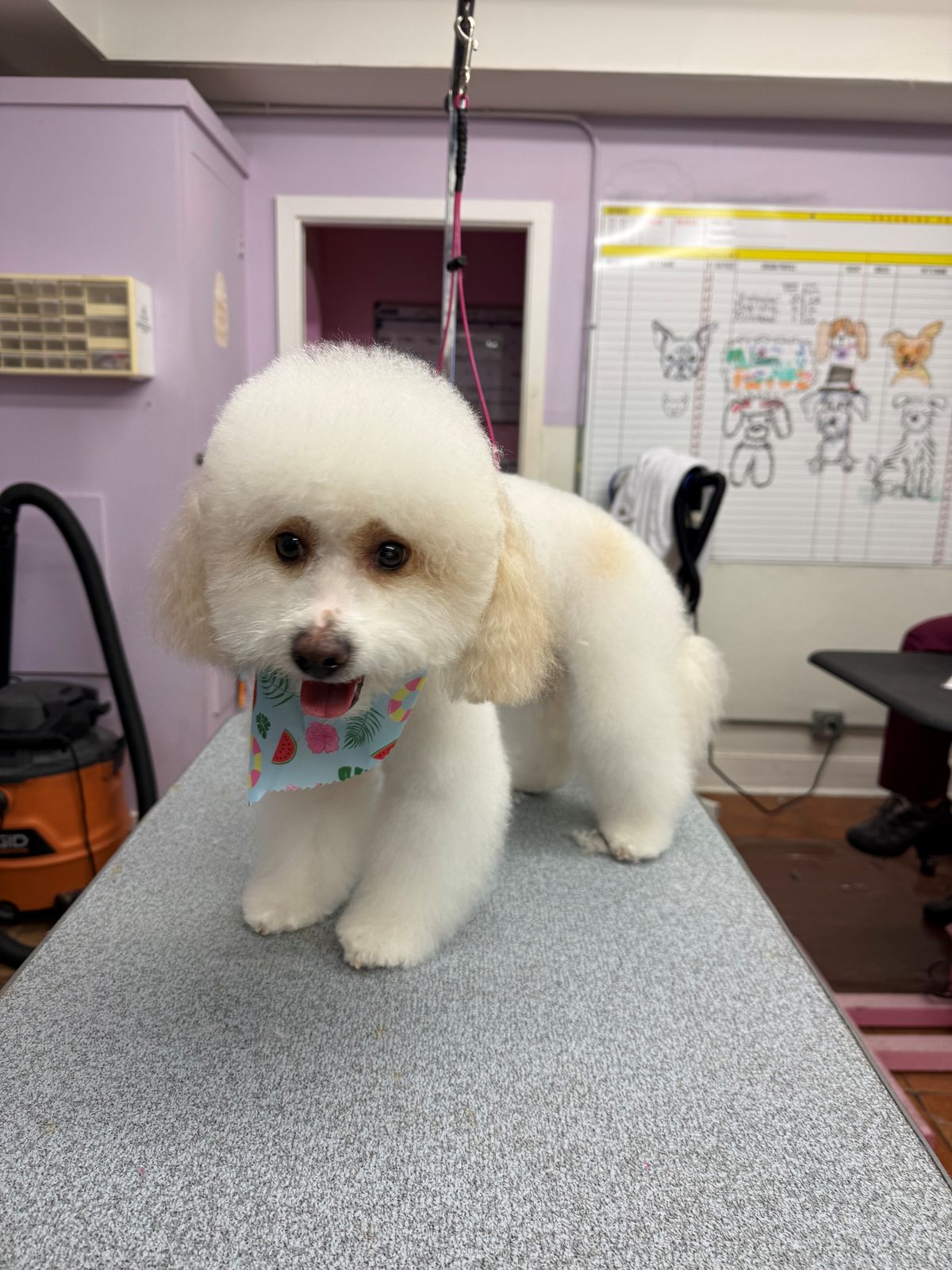 Poodle_Grooming_Galleira