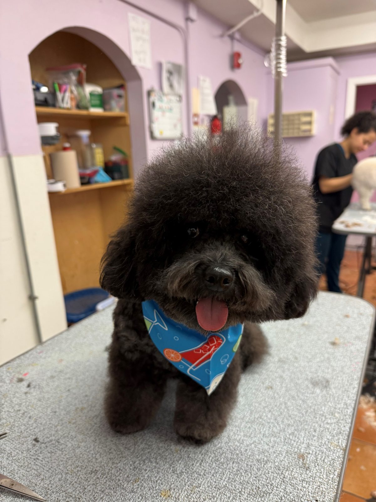 Poodle_Grooming_Galleria 1