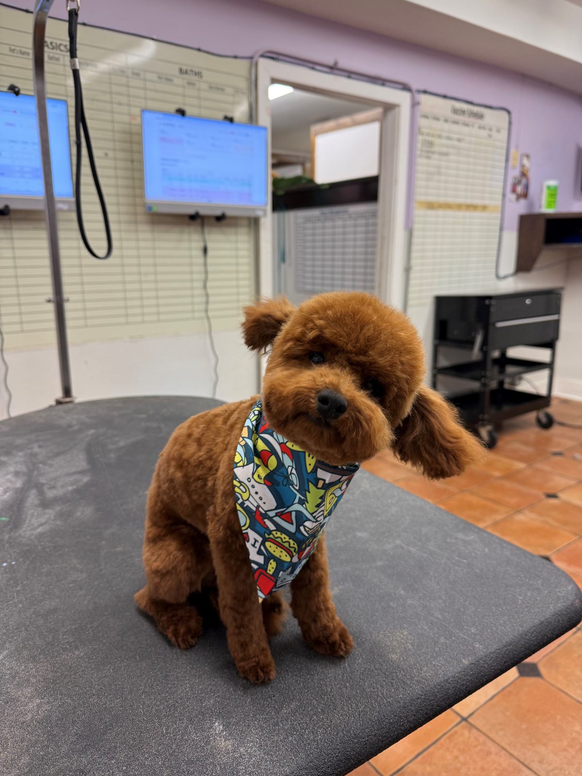 Poodle_Grooming_Galleria.2