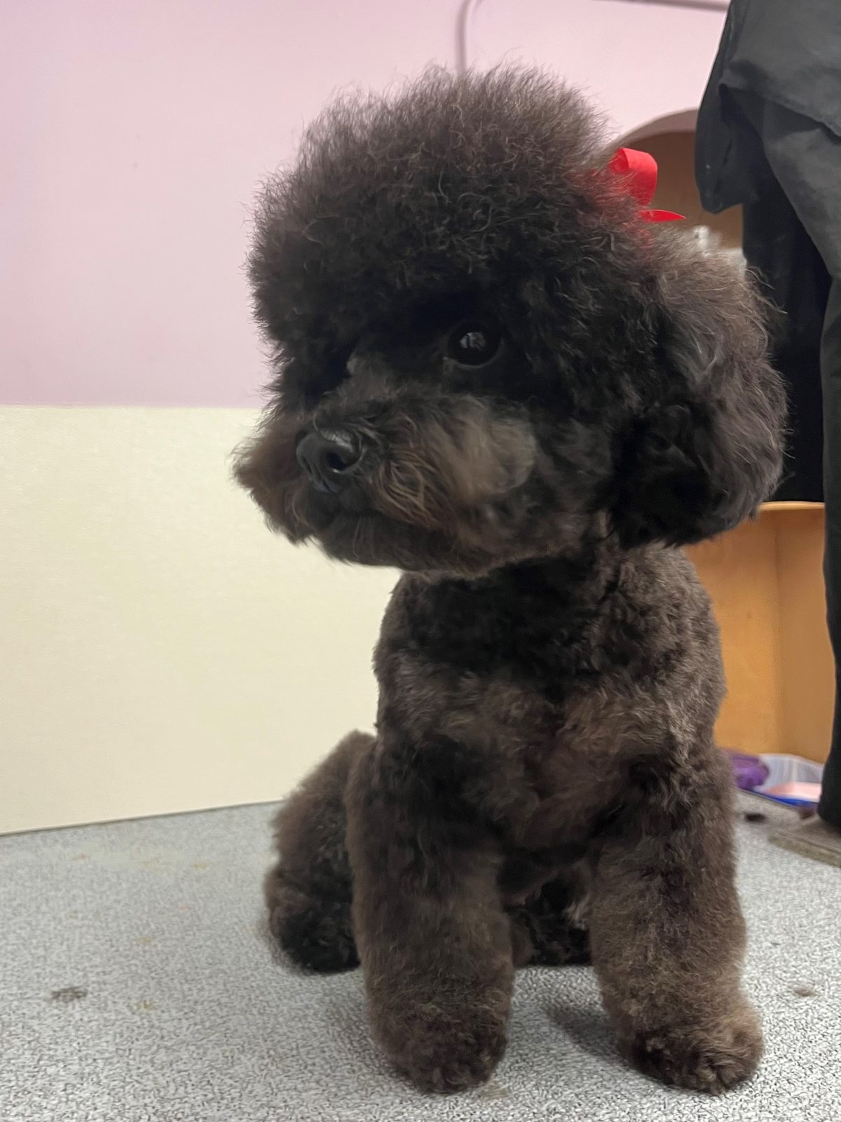 Poodle_Grooming_Galleria.3