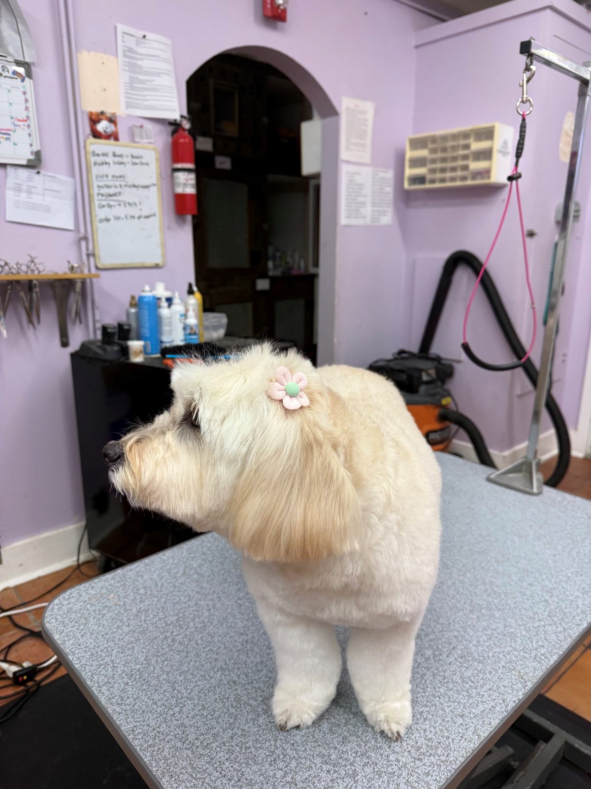 Poodle_Grooming_Galleria.4
