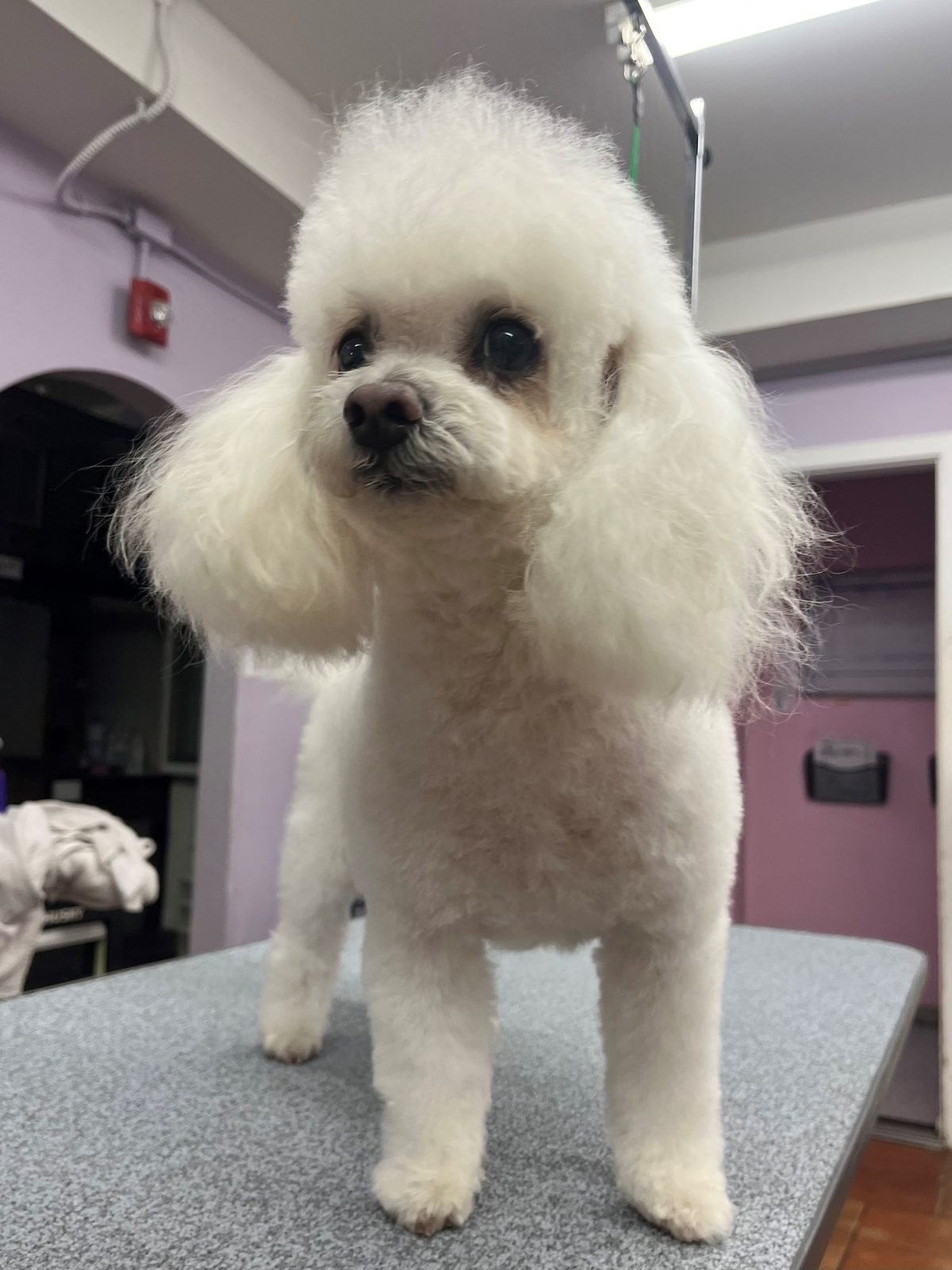 Poodle_Grooming_Galleria.5
