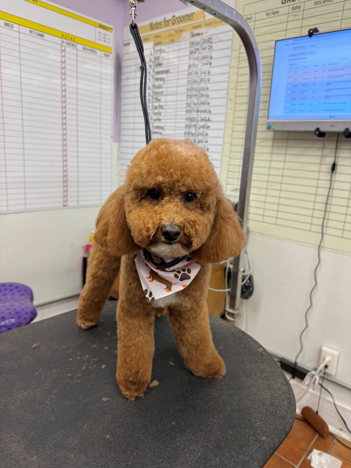 Poodle_Grooming_Galleria