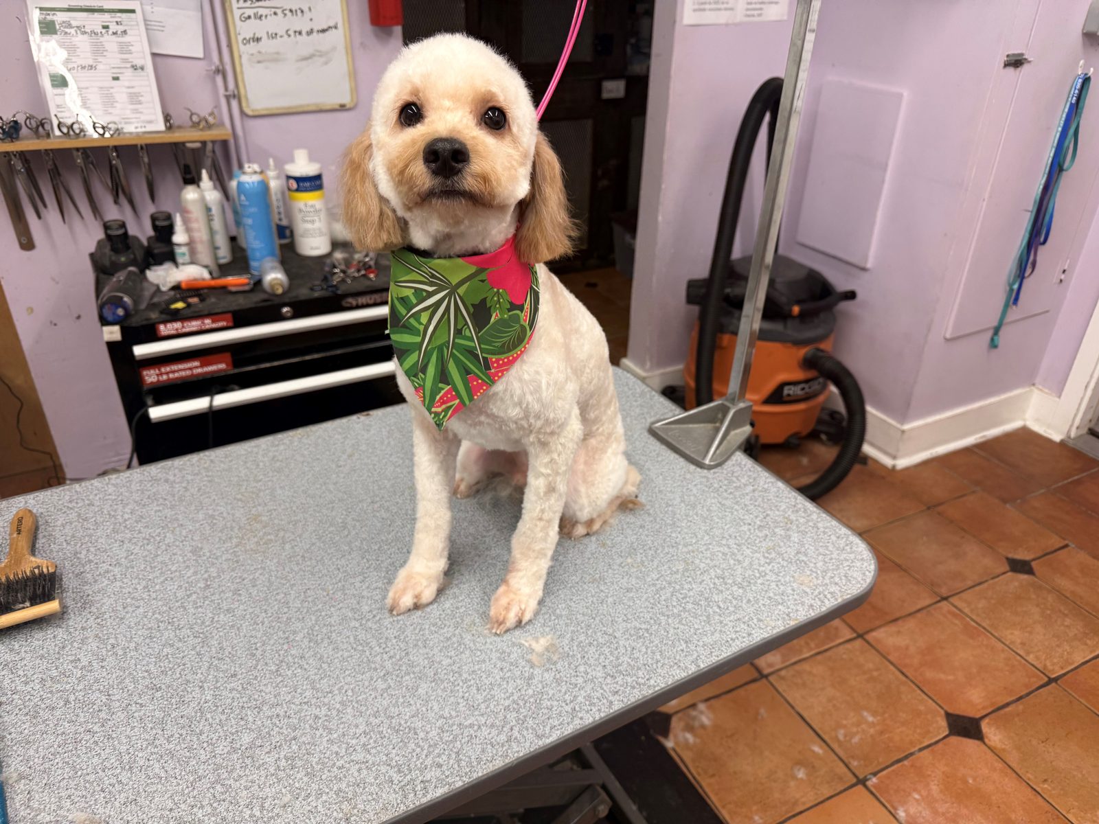 Poodle_Mix_Grooming_Galleria