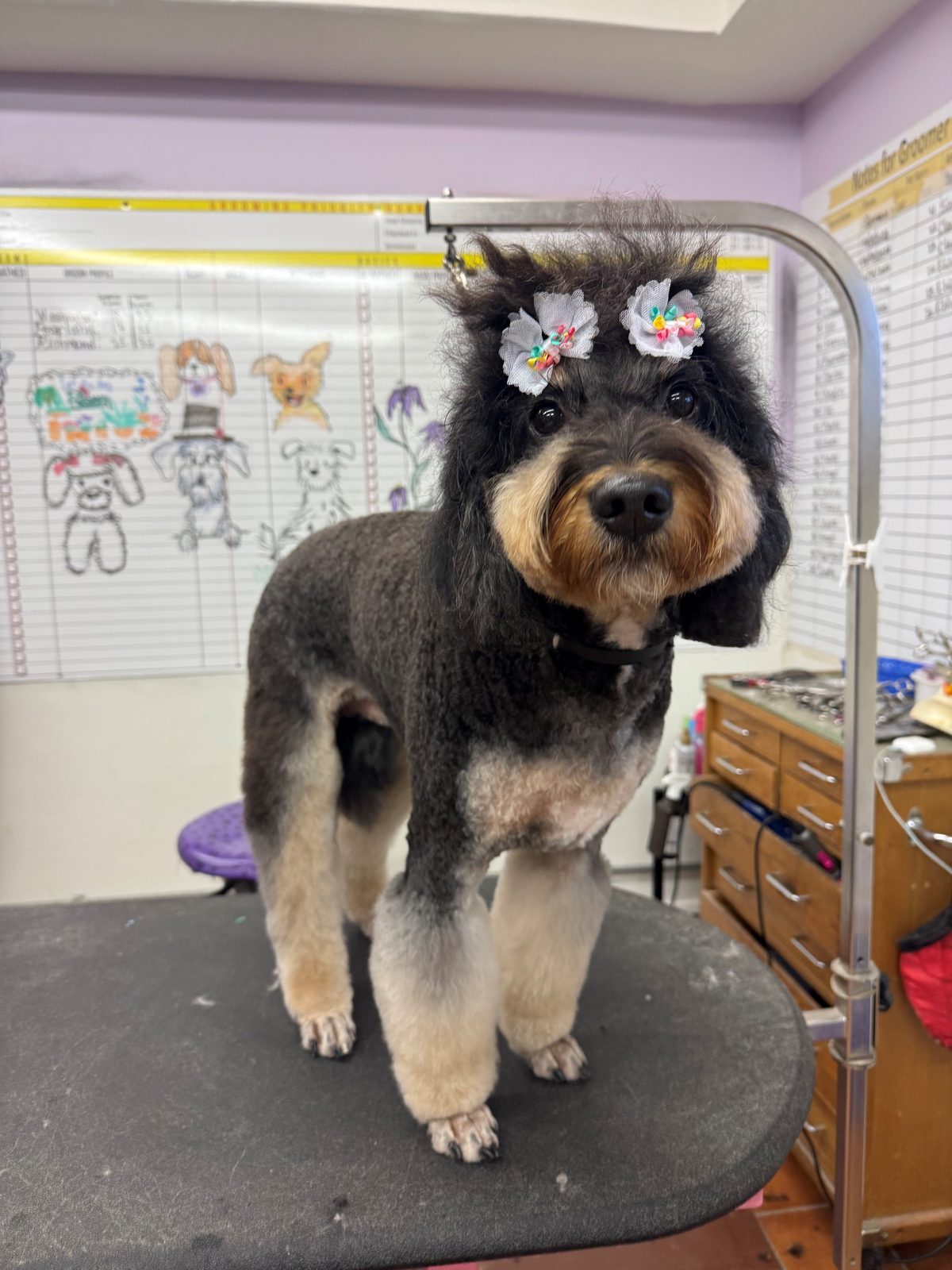 Poodlemix_Grooming_Galleria