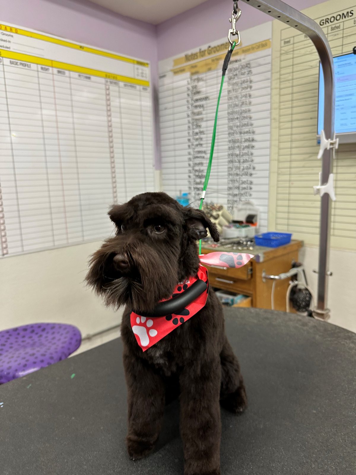 Schnauzer_Grooming_Galleria 1