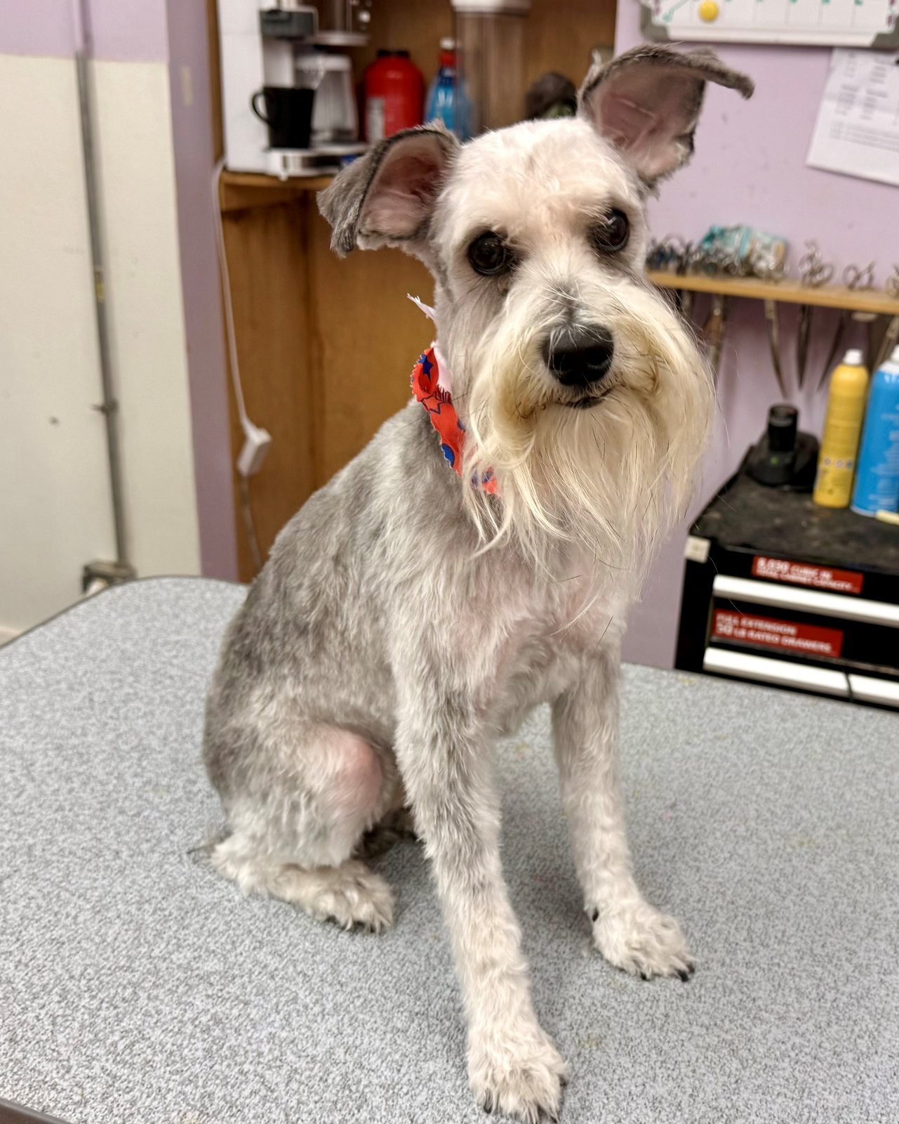 Schnauzer_Grooming_Galleria