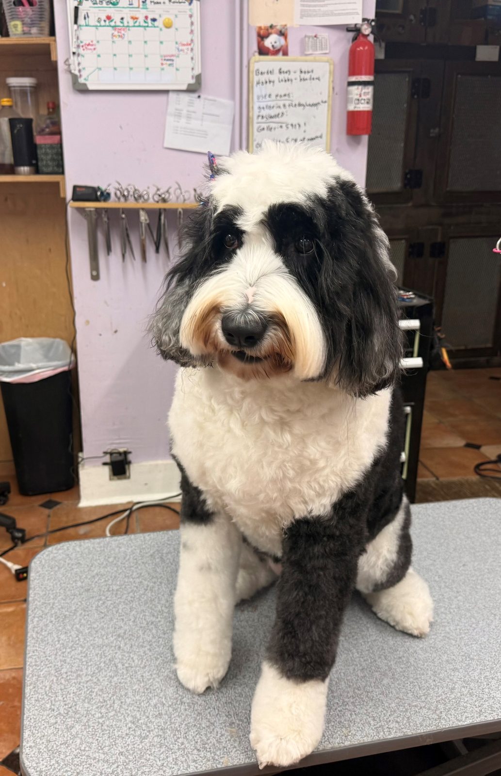 Sheepadoodle_Grooming_Galleria