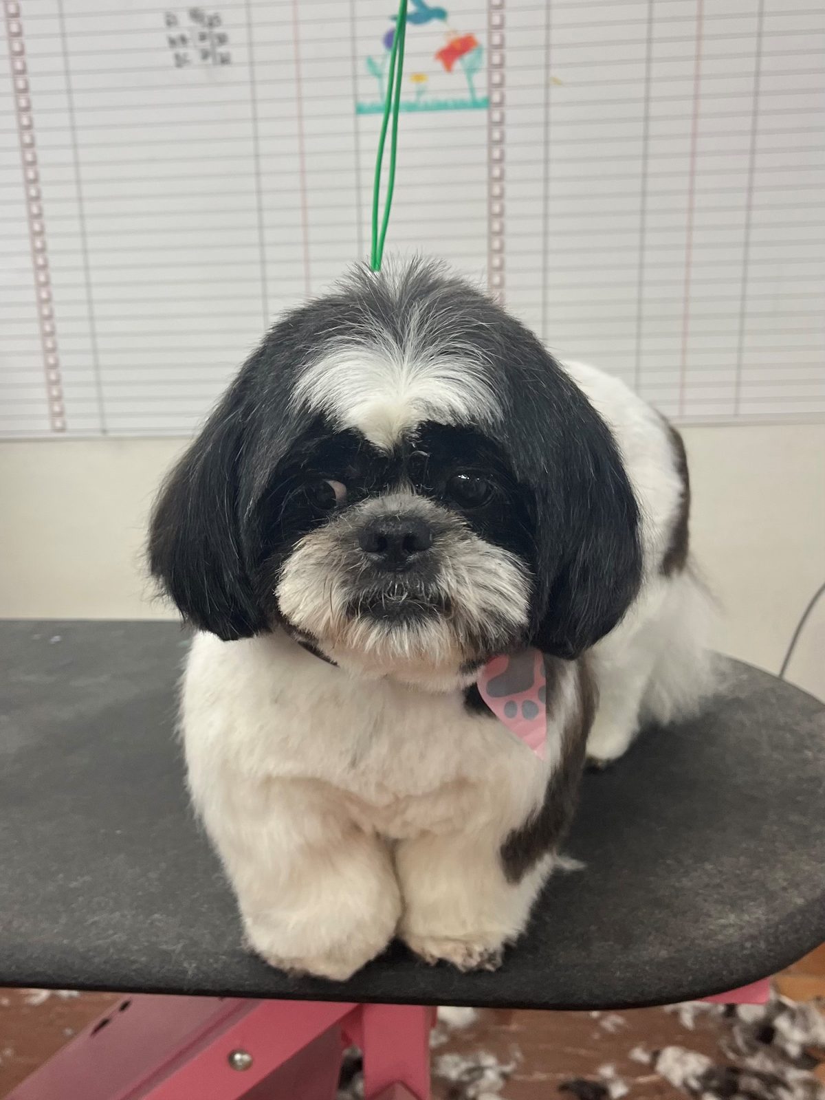 Shih_Tzu_Grooming_Galleria 1
