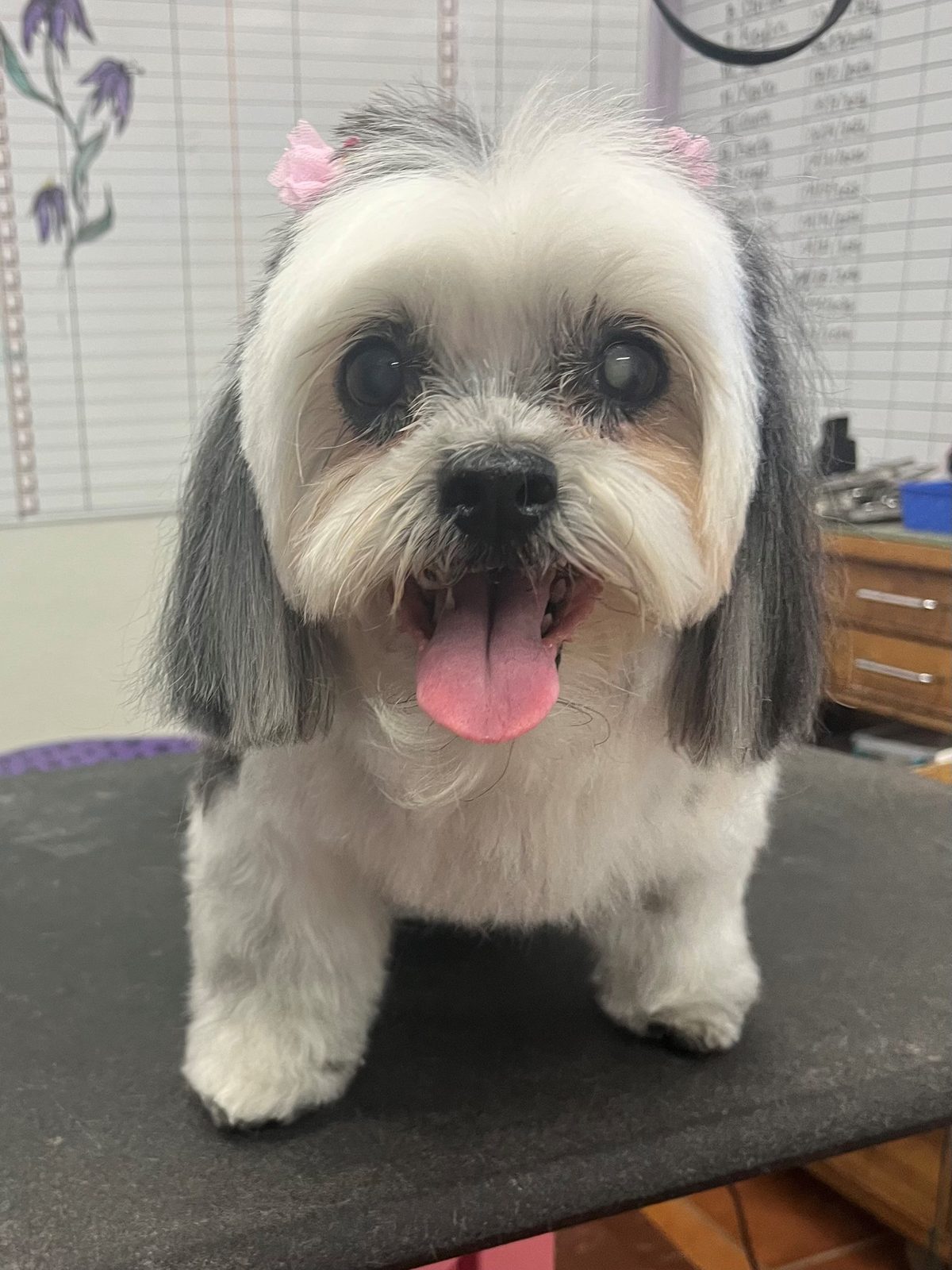 Shih_Tzu_Grooming_Galleria 2