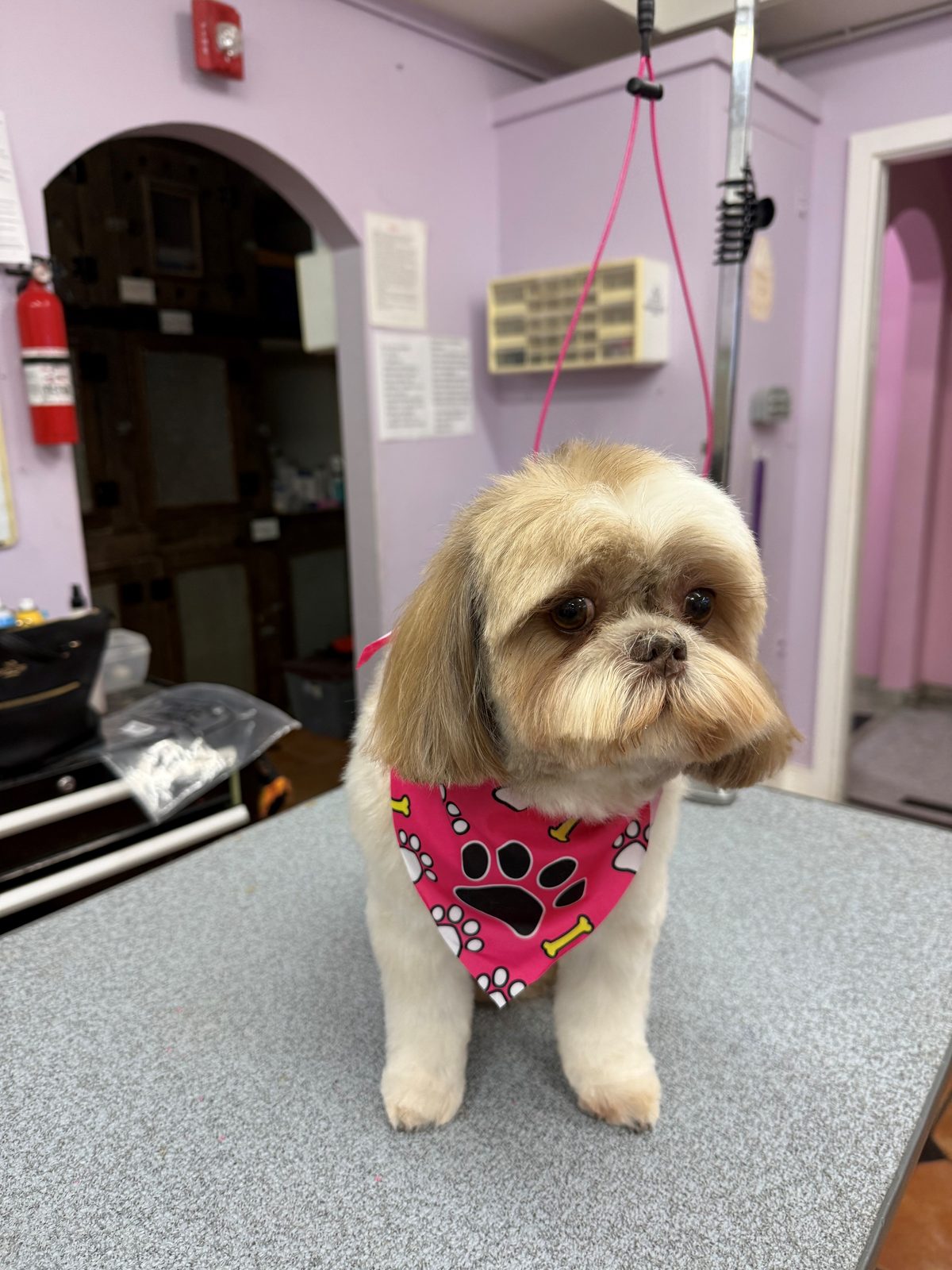 Shih_Tzu_Grooming_Galleria.0