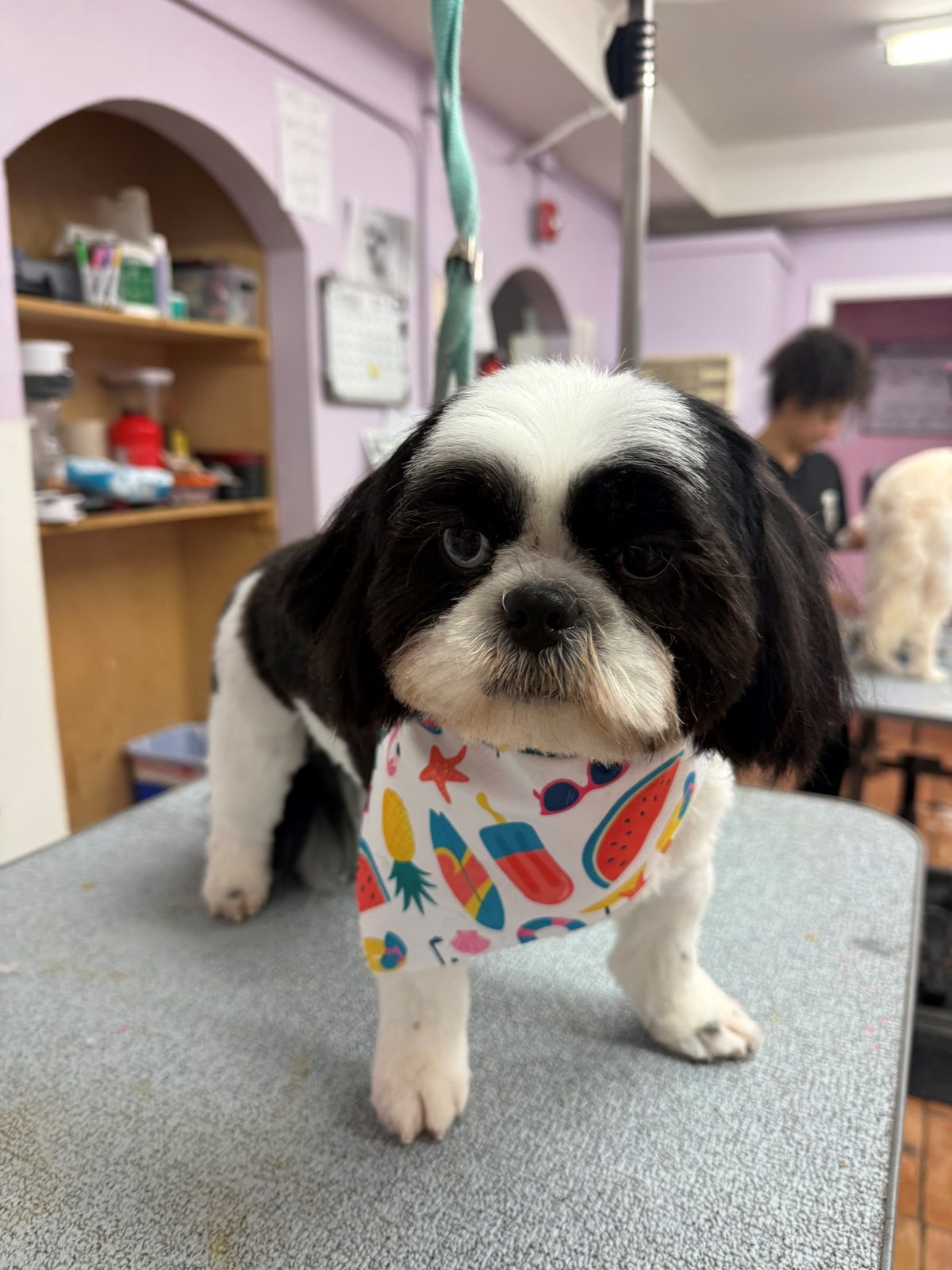 Shih_Tzu_Grooming_Galleria.2
