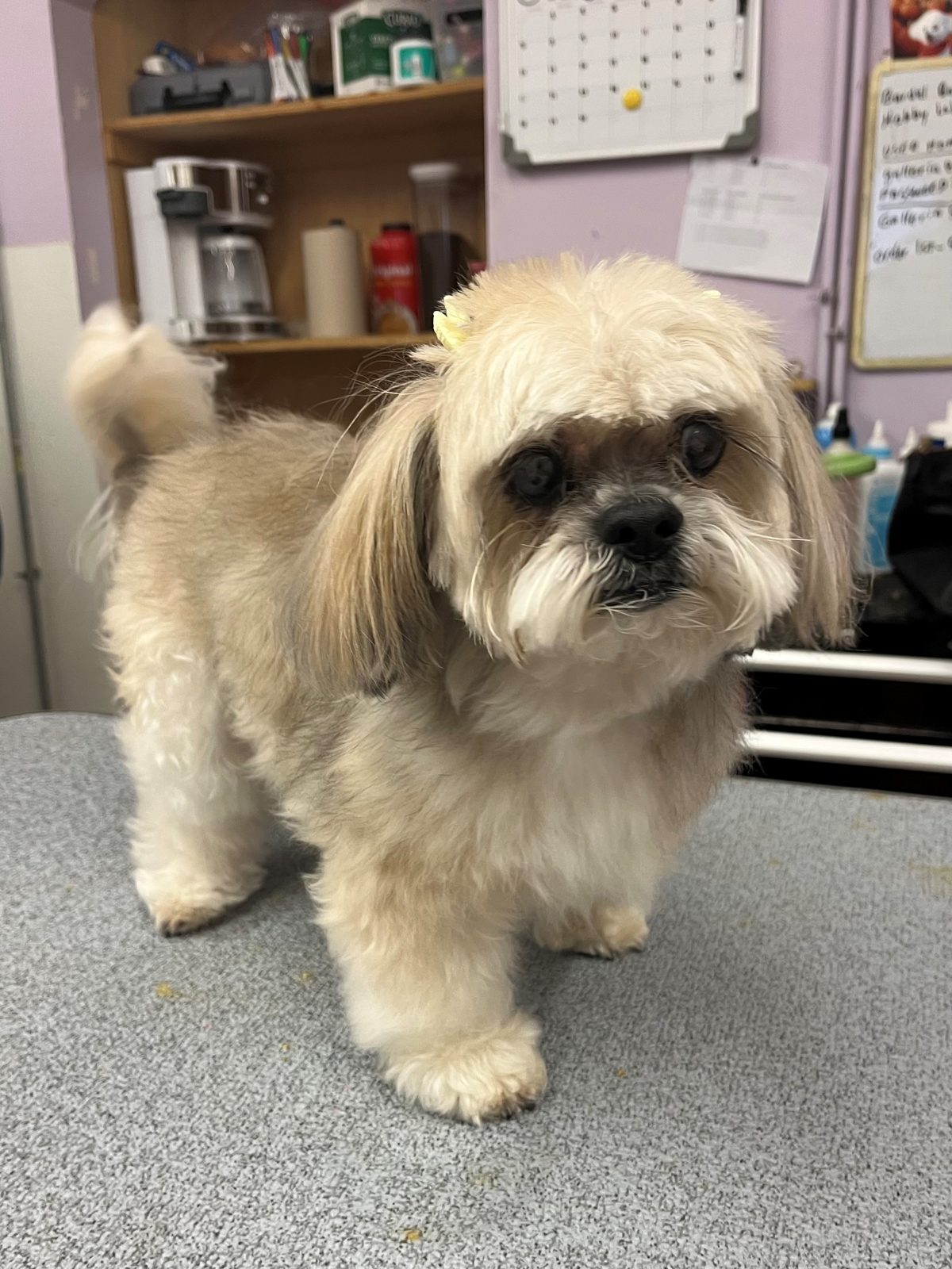 Shih_Tzu_Grooming_Galleria.3