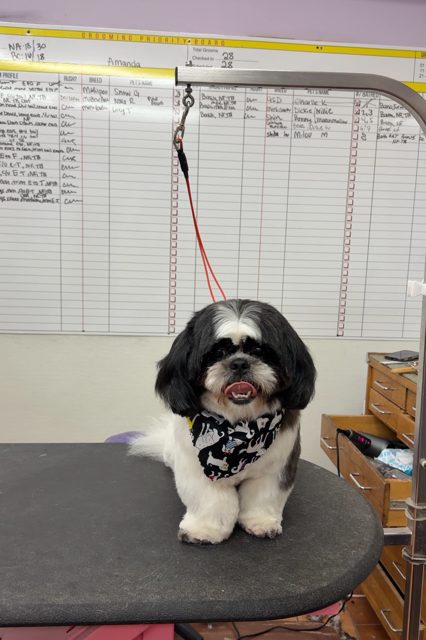 Shih_Tzu_Grooming_Galleria.3