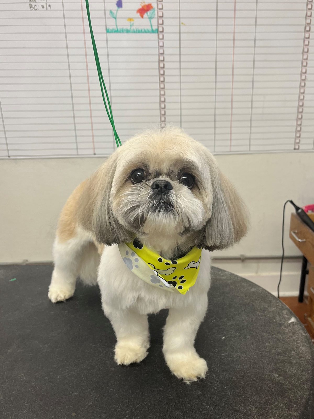 Shih_Tzu_Grooming_Galleria.4
