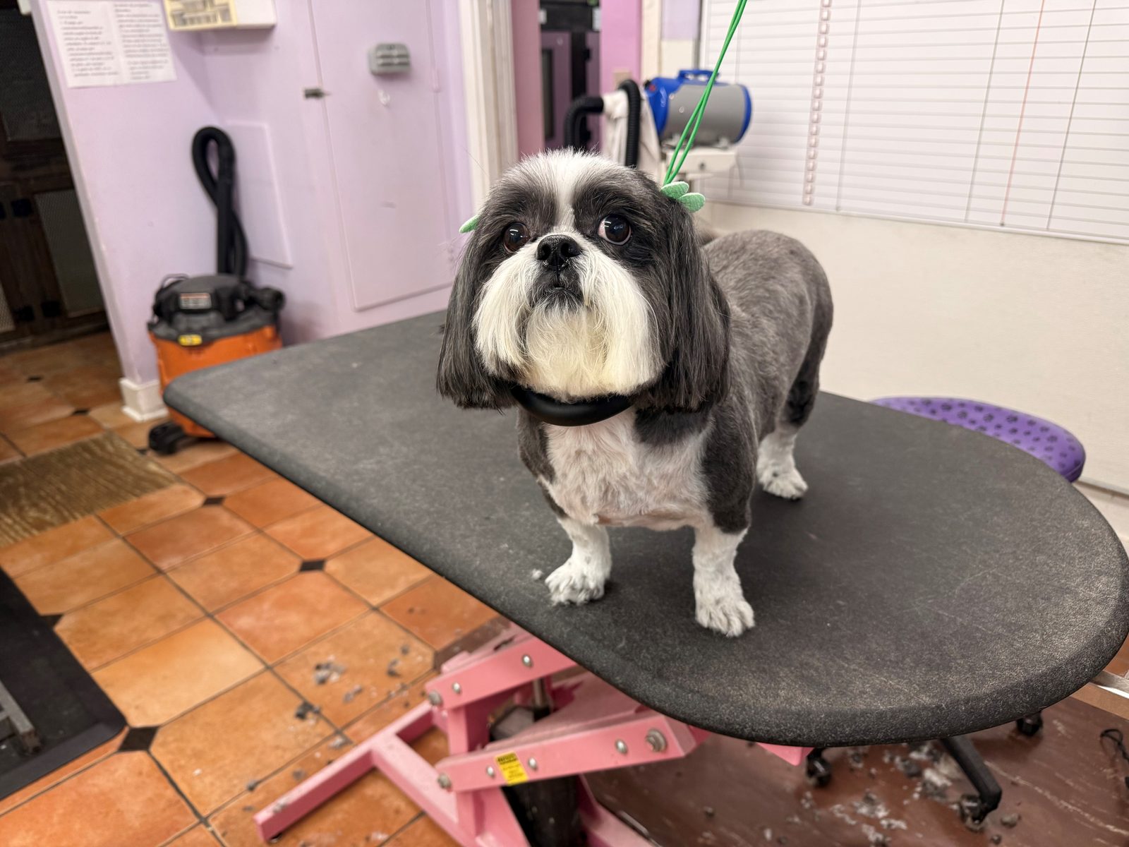 Shih_Tzu_Grooming_Galleria.5