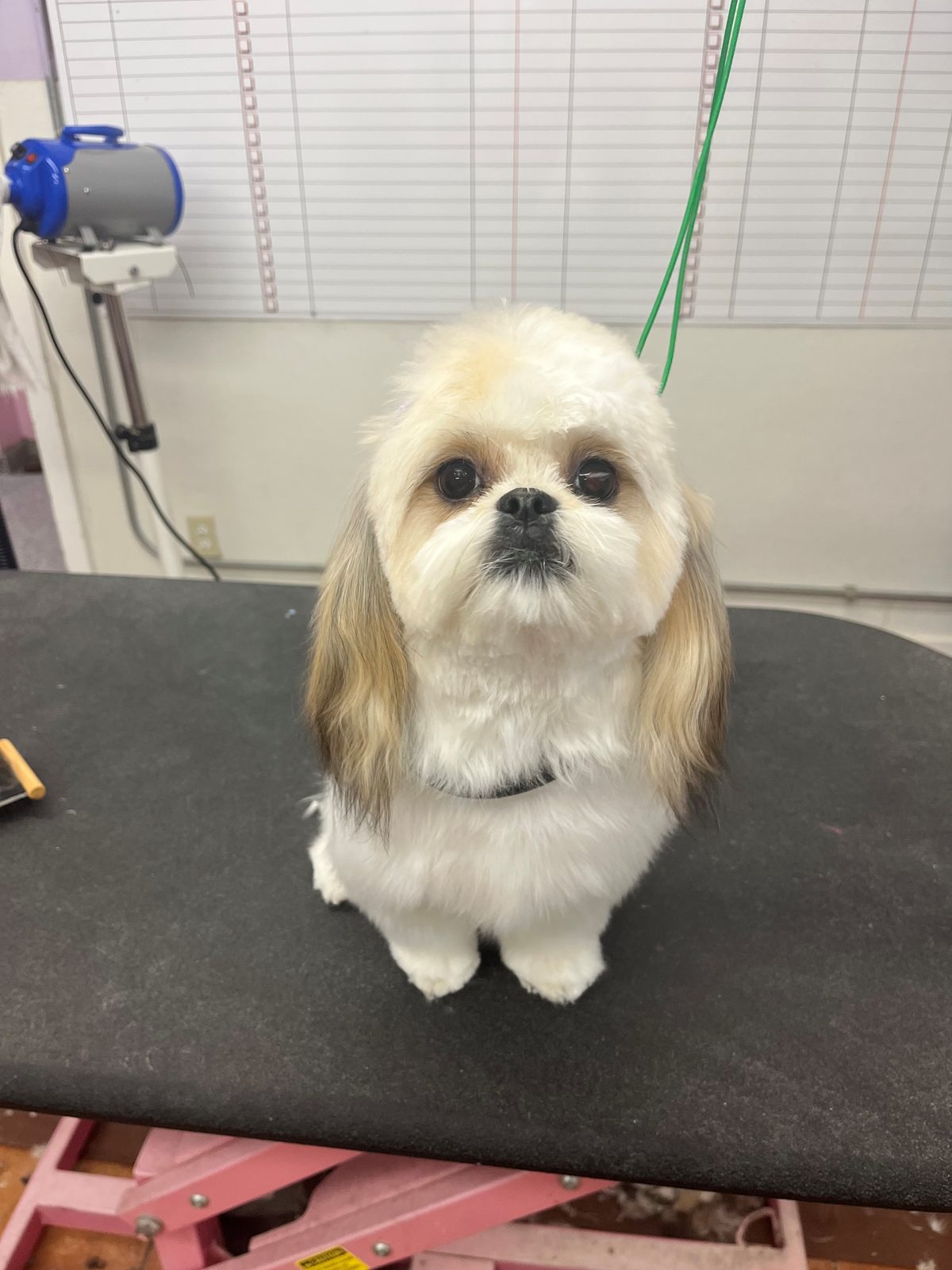 Shih_Tzu_Grooming_Galleria.6