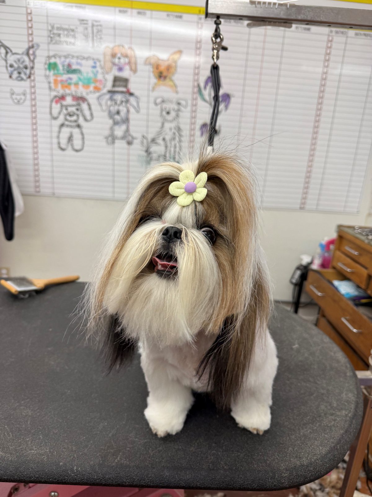 Shih_Tzu_Grooming_Galleria