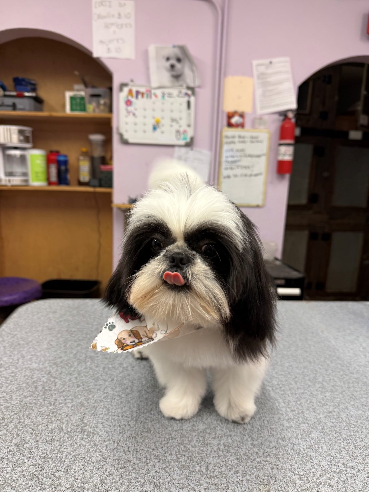 Shihhh_Tzu_Grooming _Galleria