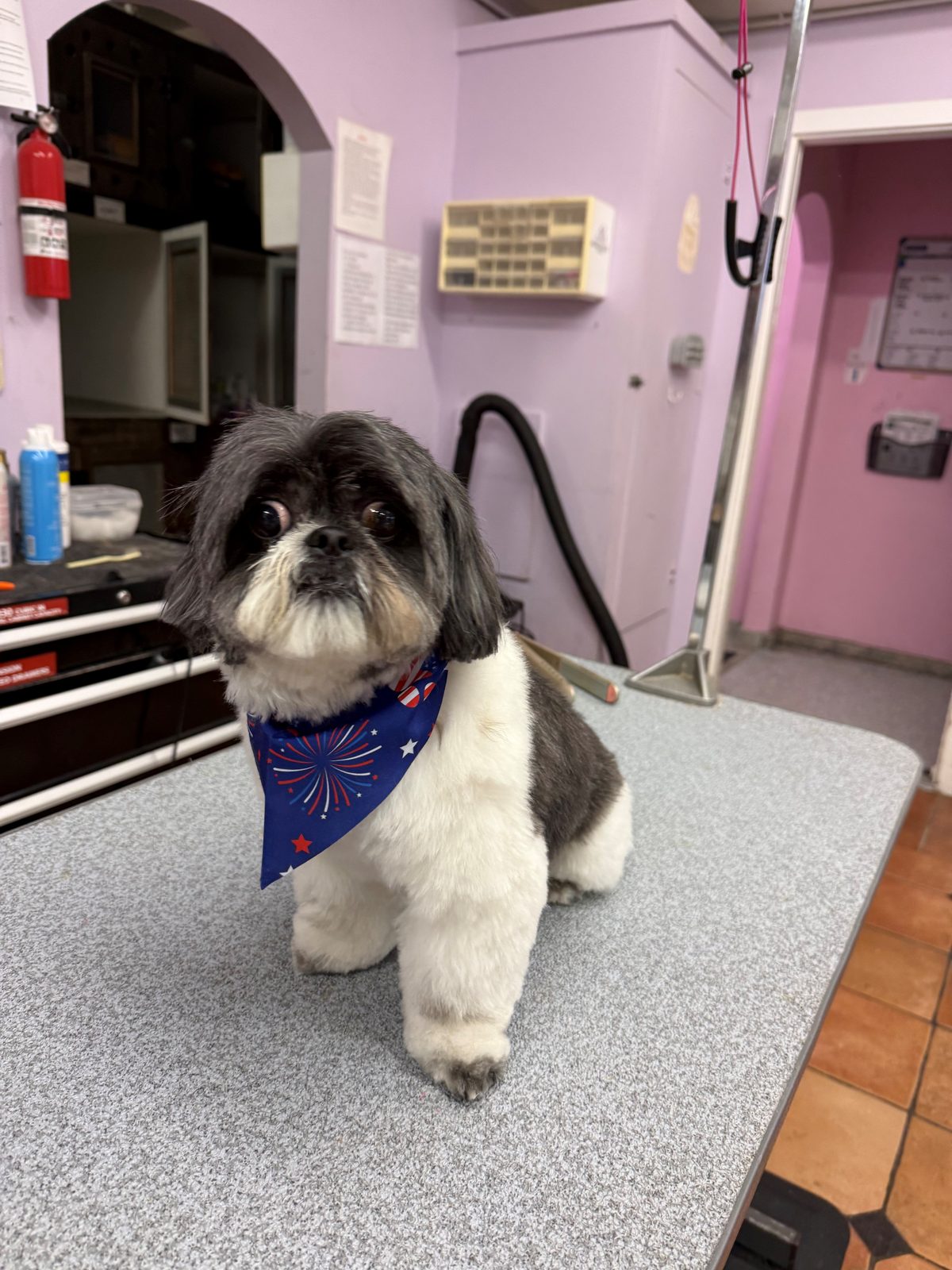Shihtzu_Grooming_Galleria 1