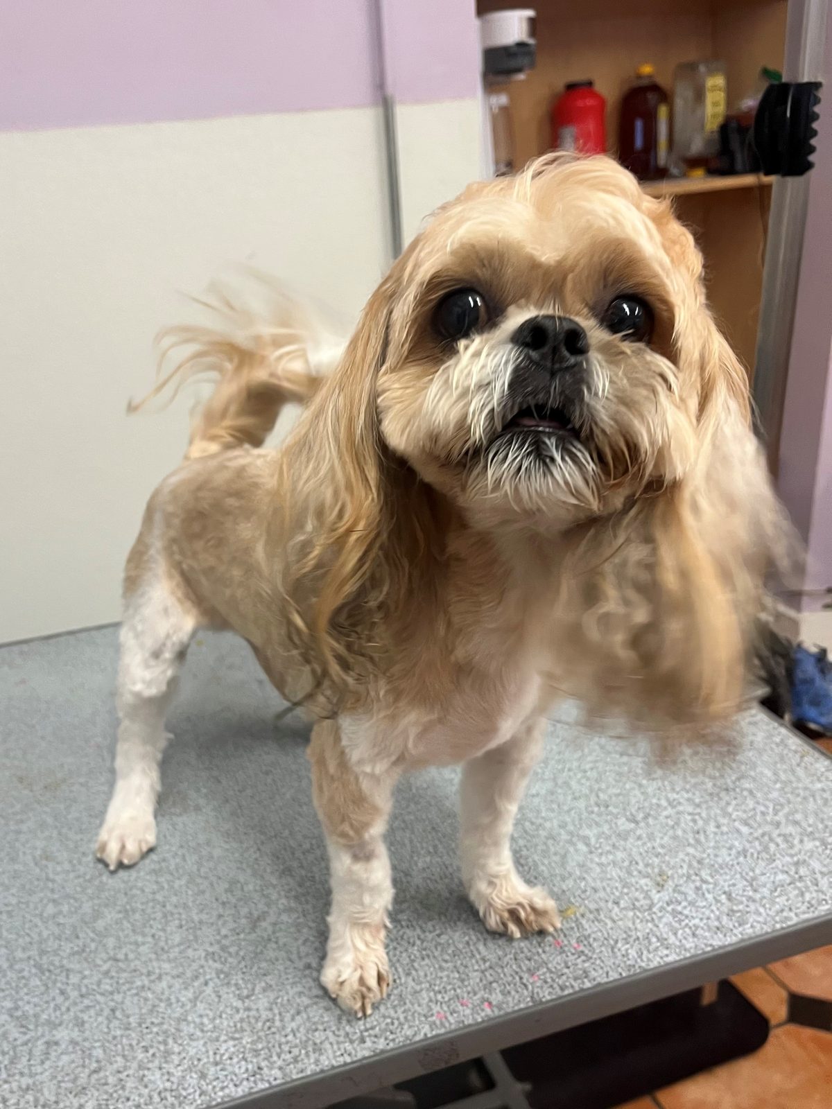 Shihtzu_Grooming_Galleria