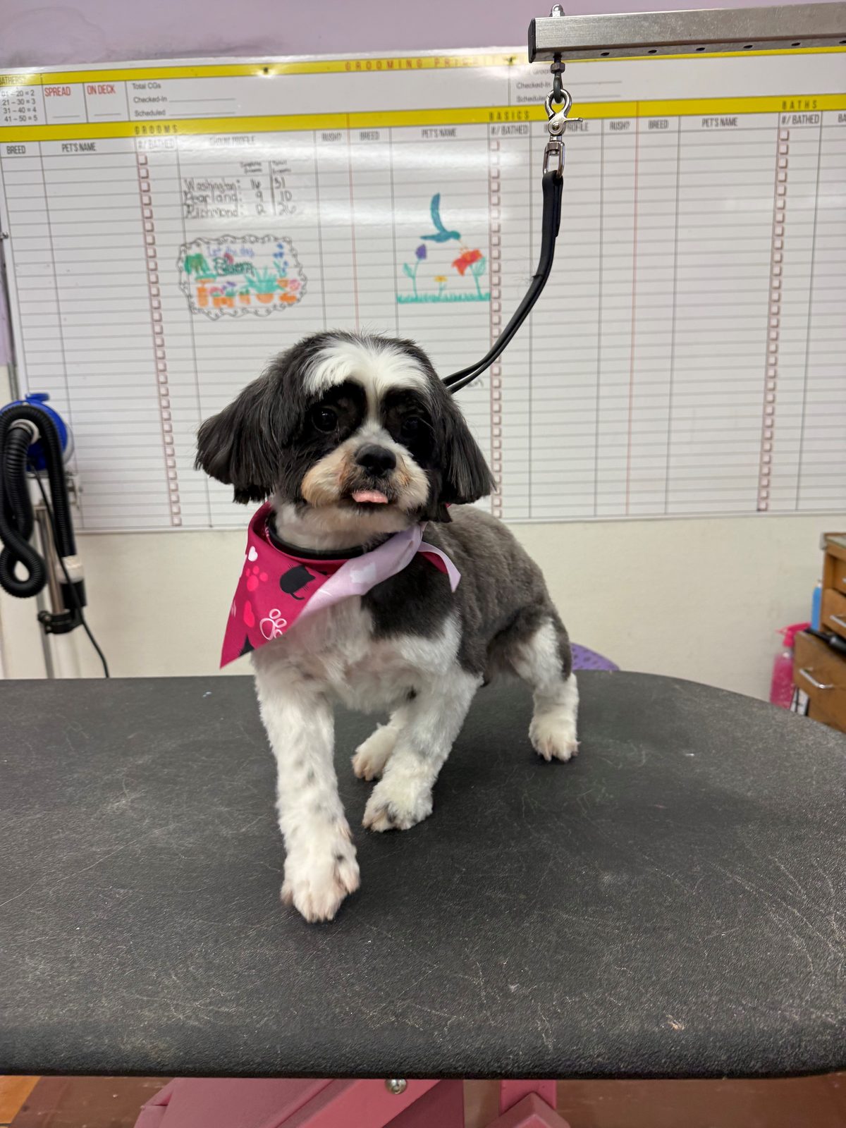 Shihtzu_Mix_Grooming_Galleria