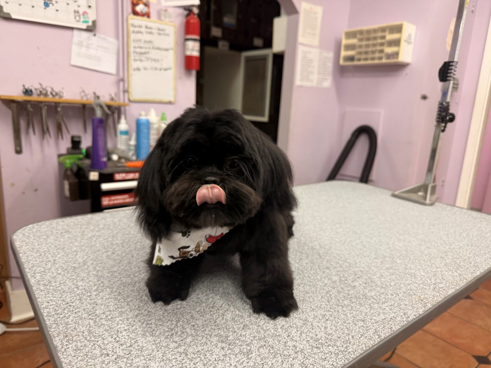 Shihtzus_Grooming_Galleria