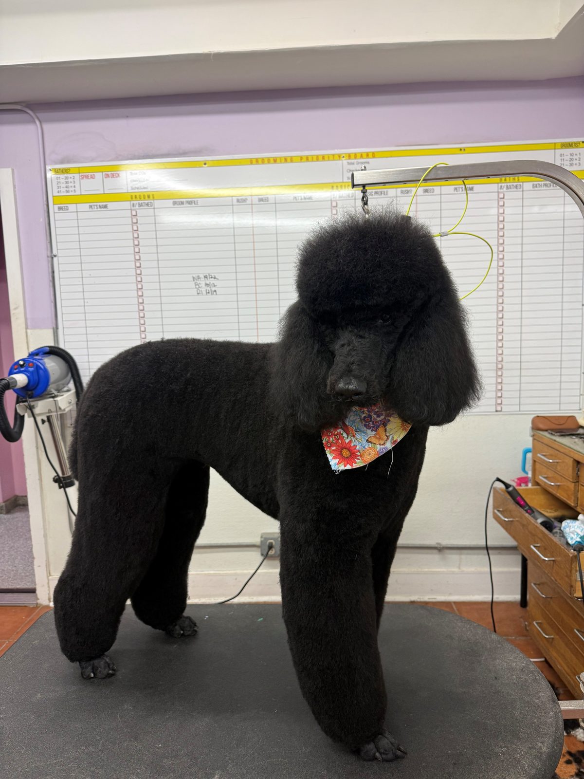 Standard_Poodle_Grooming_Galleria