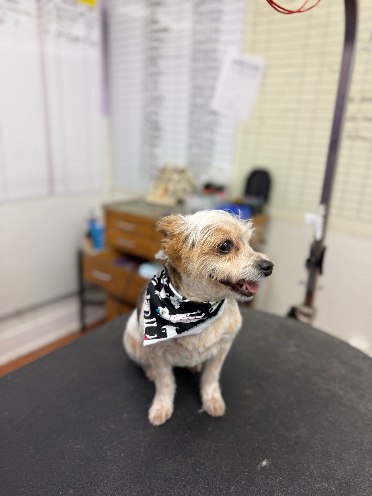 Tea_Cup_Yorkie_Grooming_Galleria
