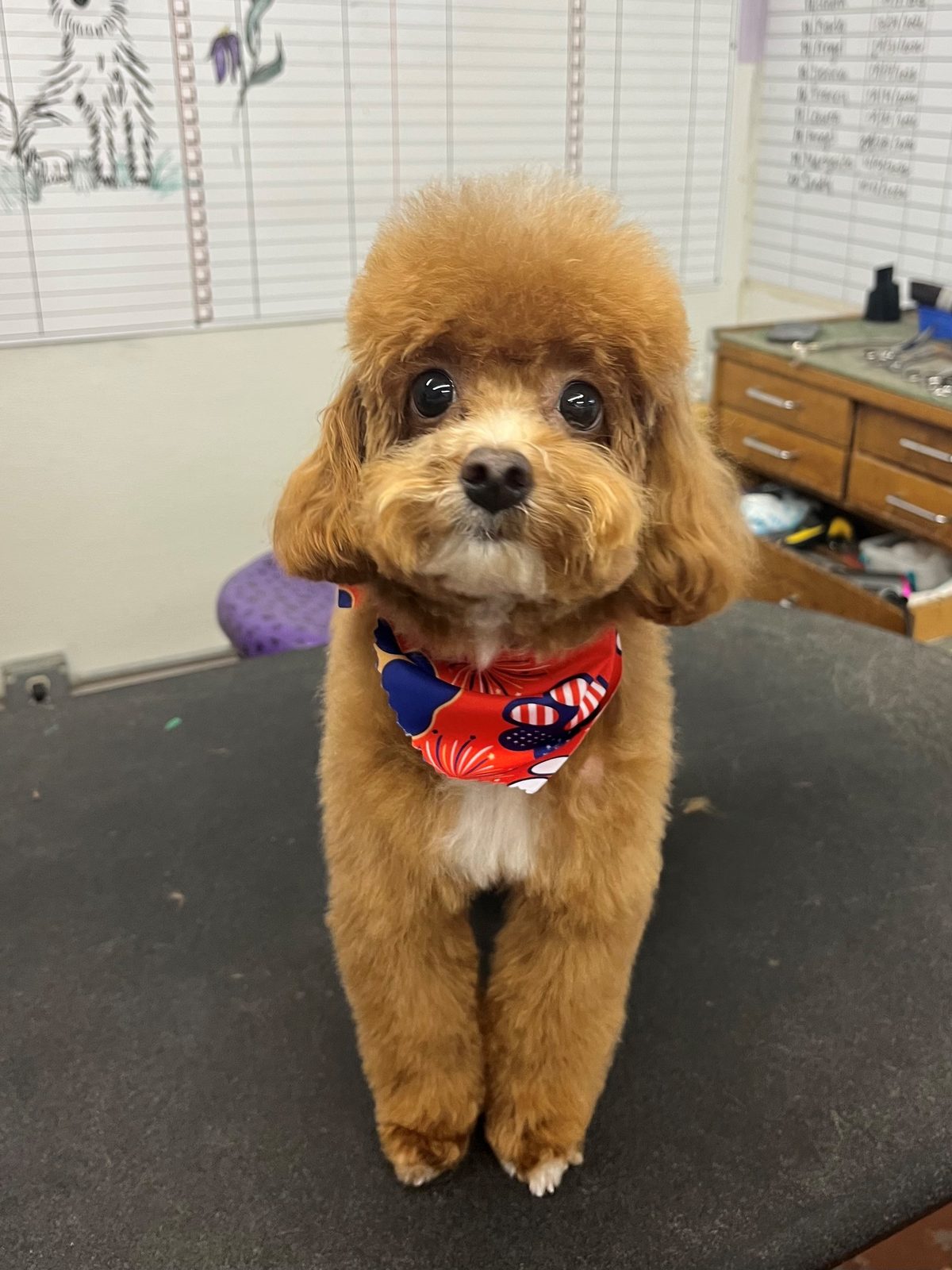 Toy_Poodle_Grooming_Galleria
