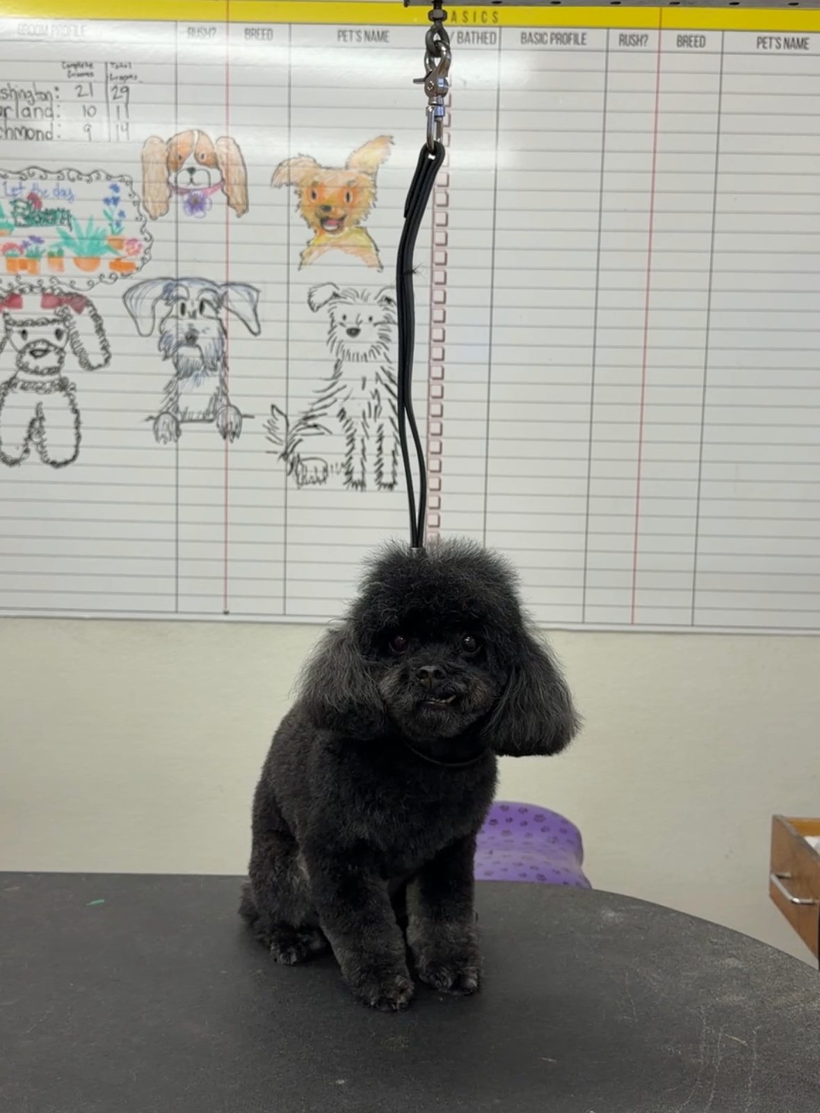 Toy_Poodle_Grooming_Galleria
