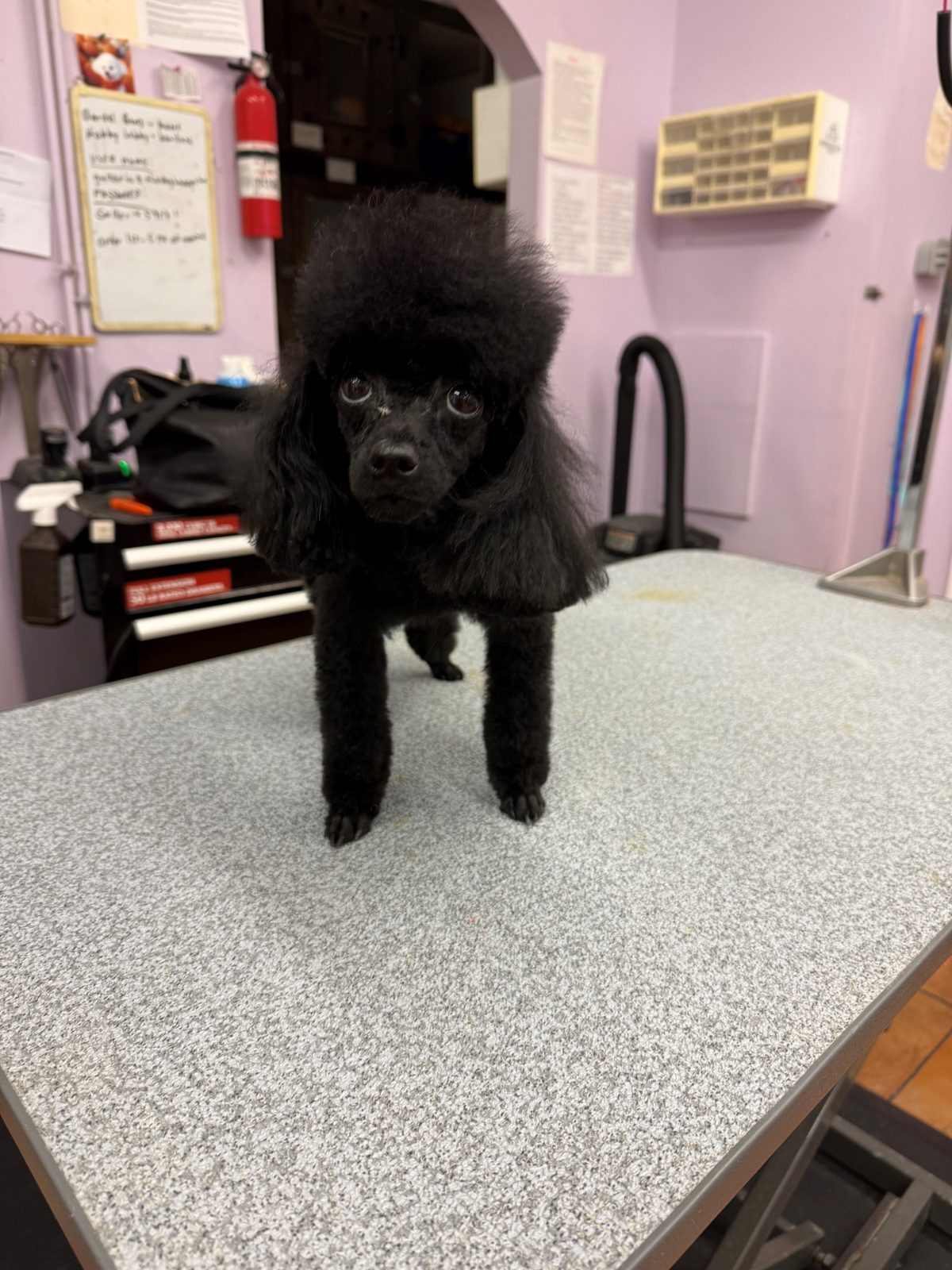 Toypoodle_Grooming_Galleria