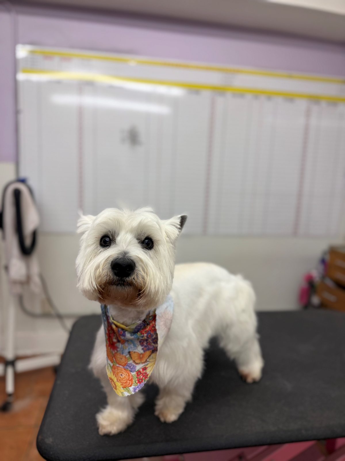 Westie_Grooming_Galleria