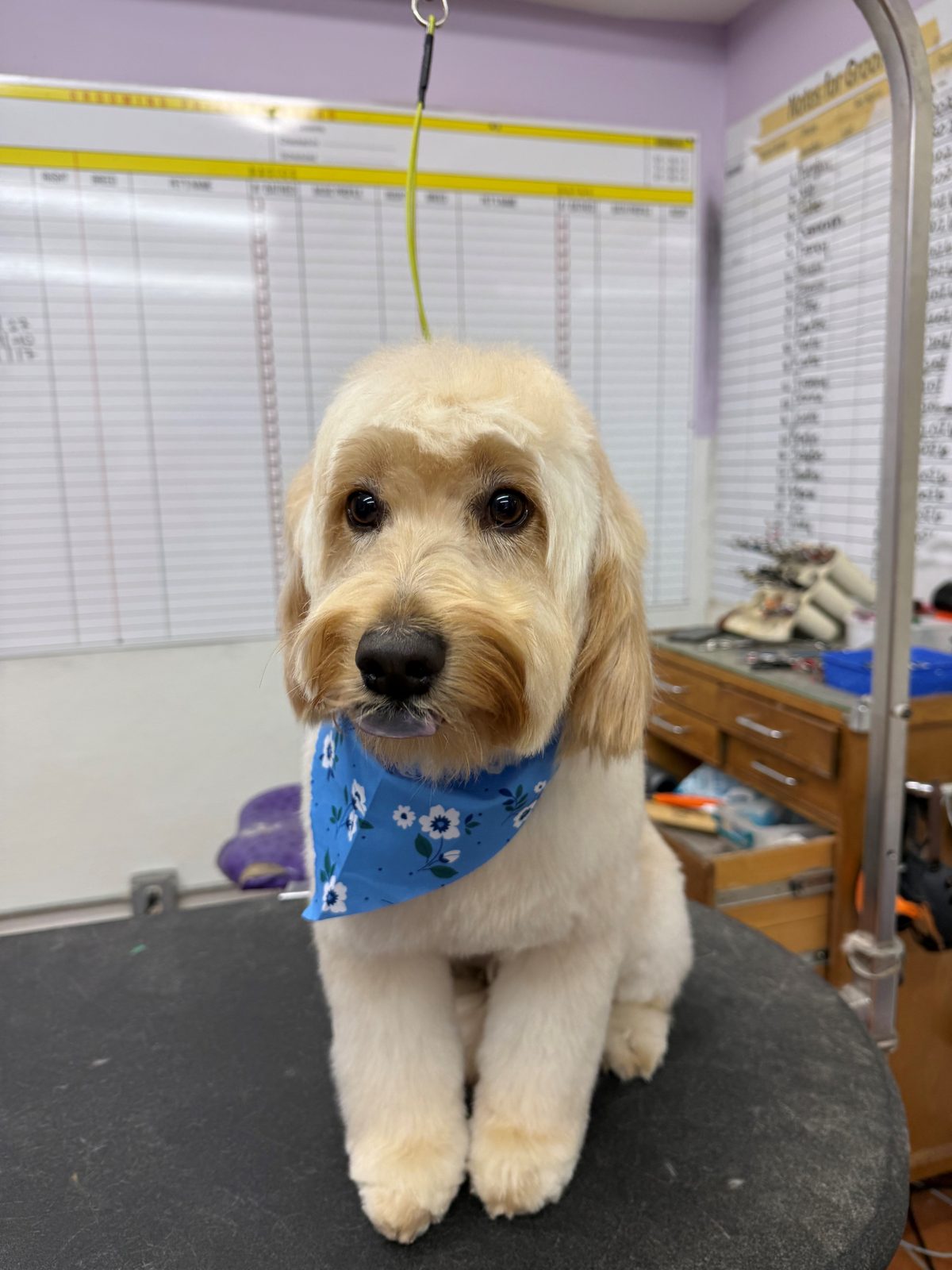 Wheaton_Terrier_Grooming_Galleria